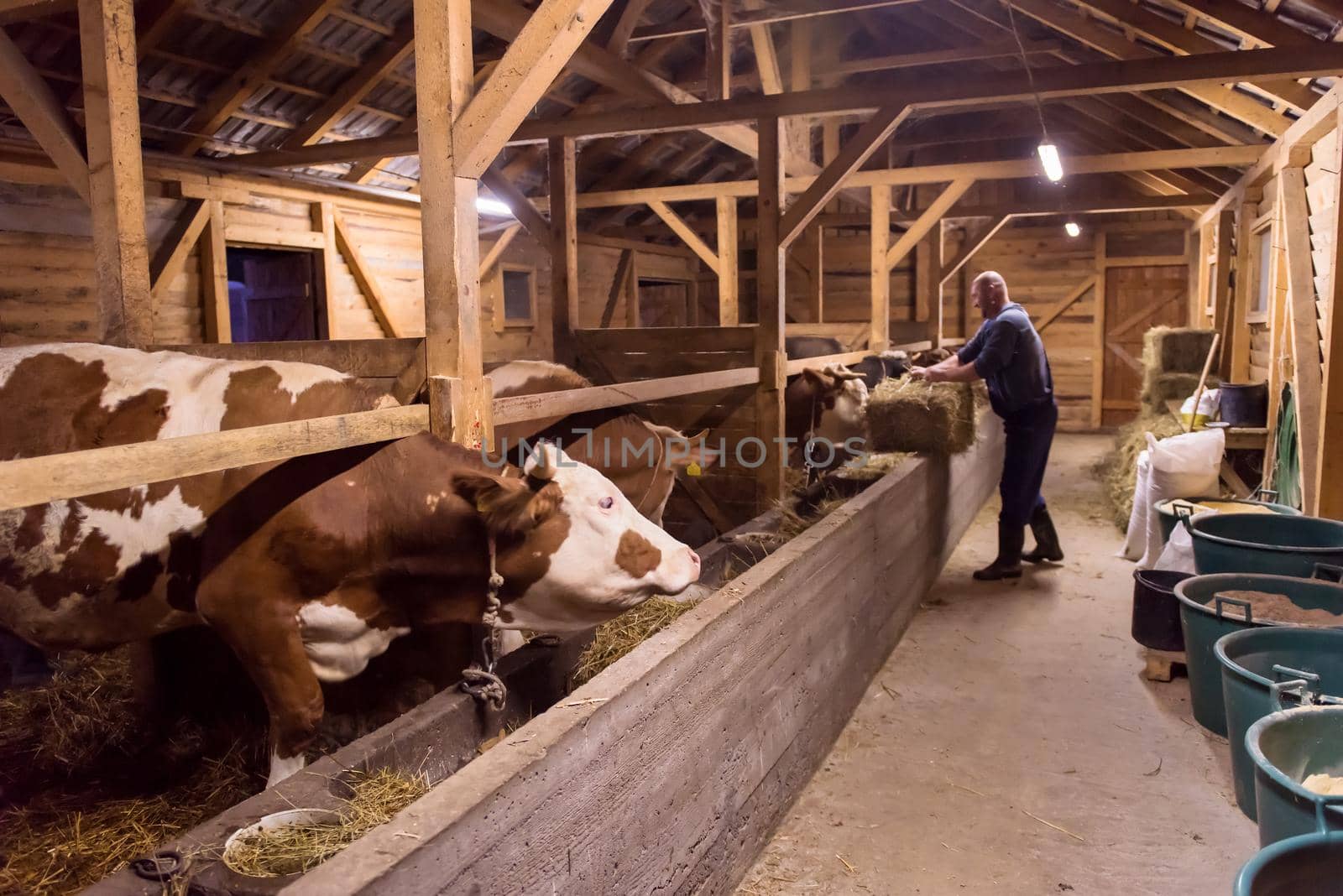 agriculture industry, farming and animal husbandry concept   herd of cows eating hay in cowshed on dairy farm
