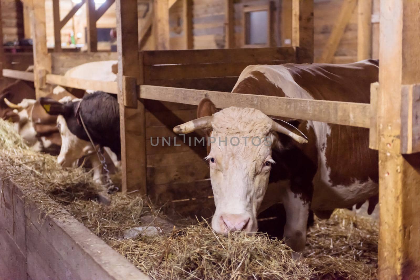 herd of cows eating hay in cowshed on dairy farm by dotshock