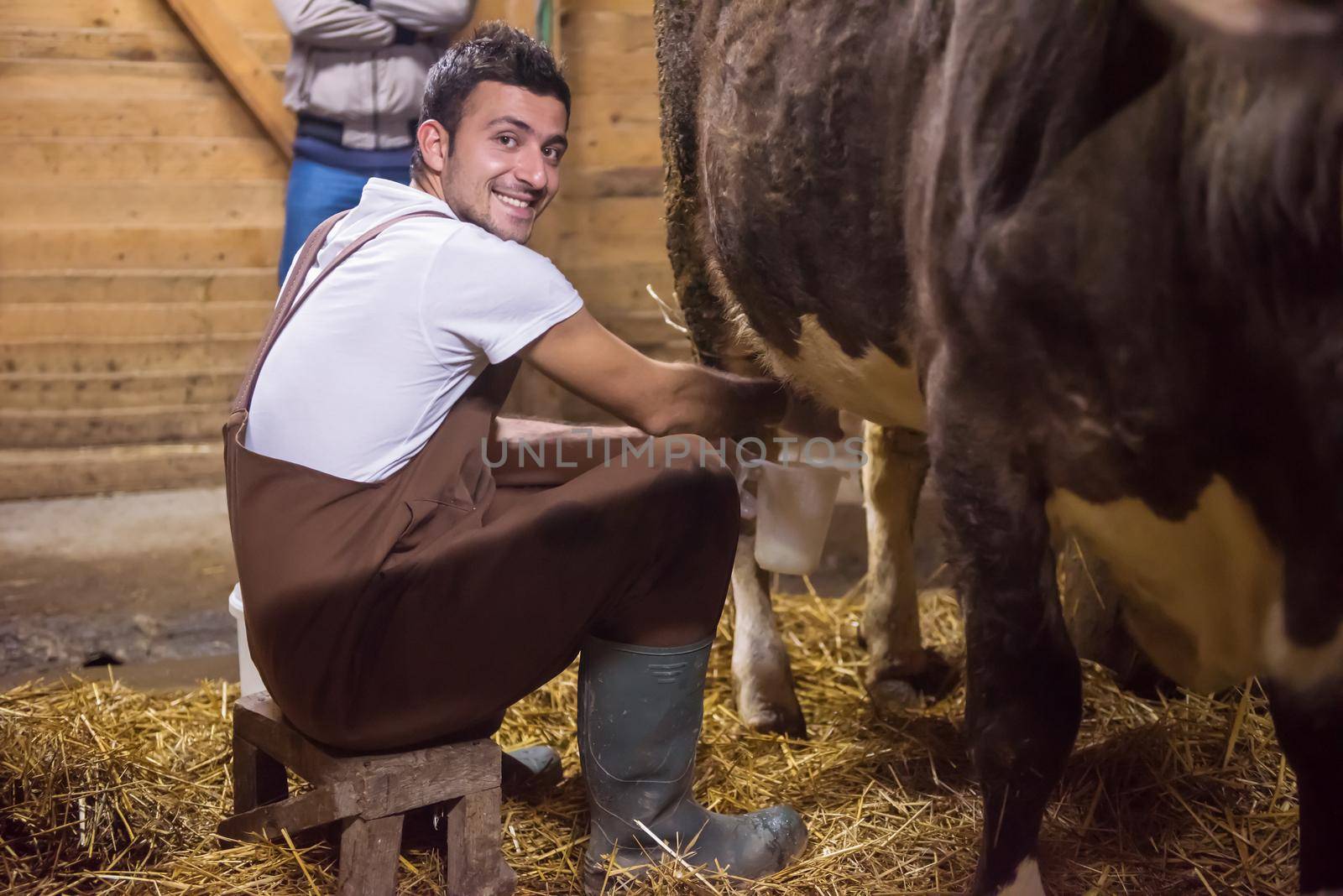 farmer milking dairy cow by hand by dotshock