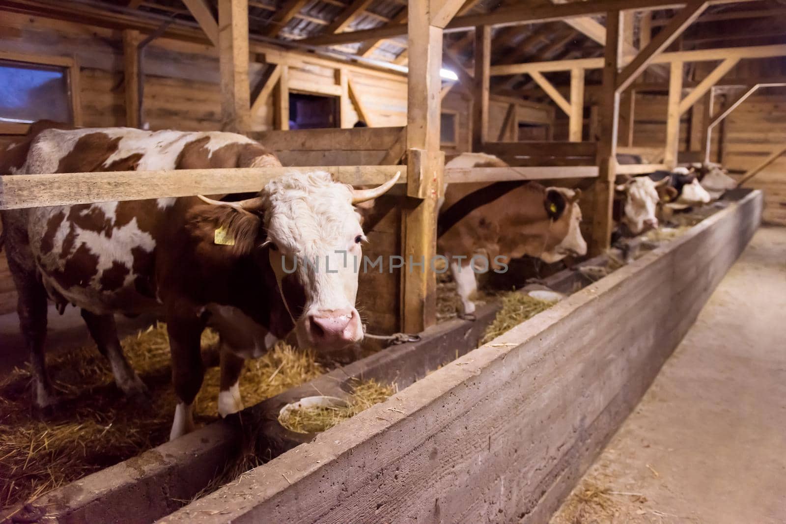 agriculture industry, farming and animal husbandry concept   herd of cows eating hay in cowshed on dairy farm