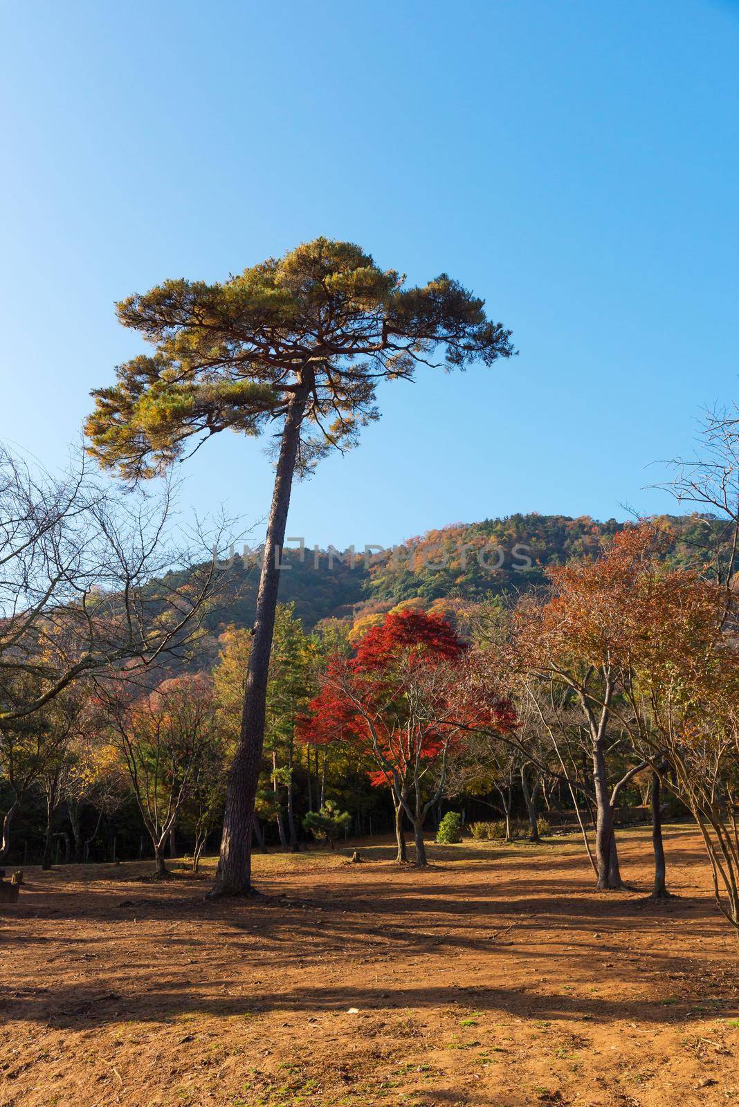 Beautiful nature at Arashiyama in autumn season in Kyoto, Japan. Arashiyama is a one of attraction landmark for tourist in Kyoto.