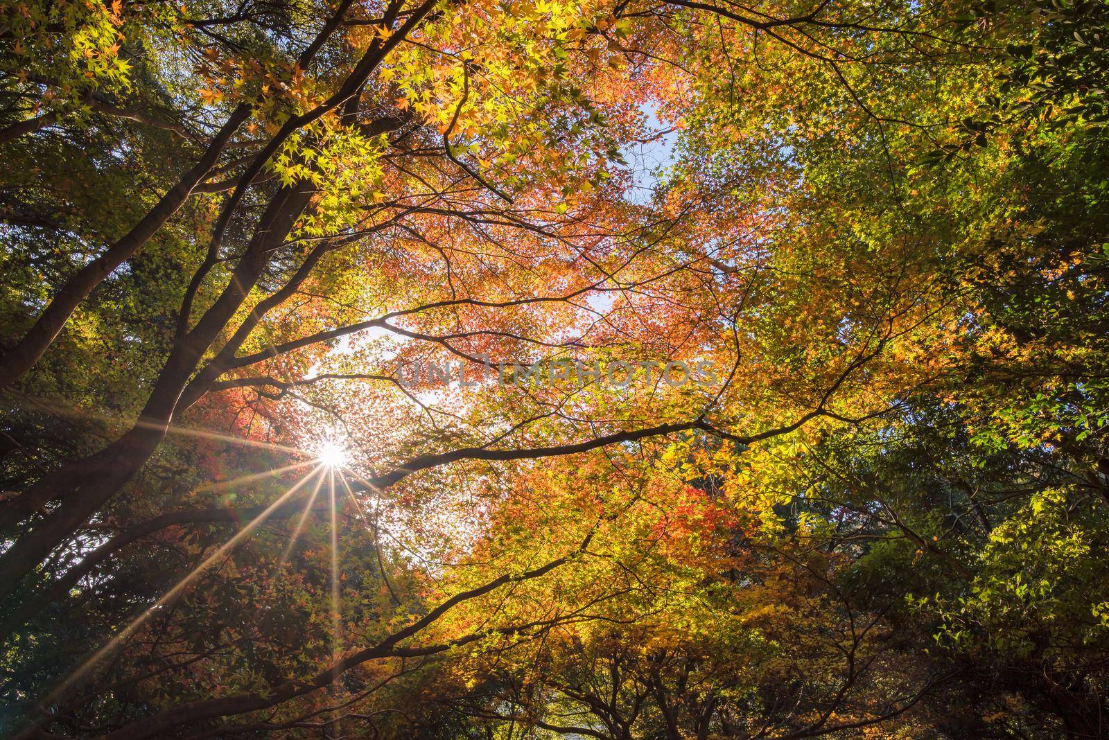 Beautiful nature at Arashiyama in autumn season in Kyoto, Japan. Arashiyama is a one of attraction landmark for tourist in Kyoto.