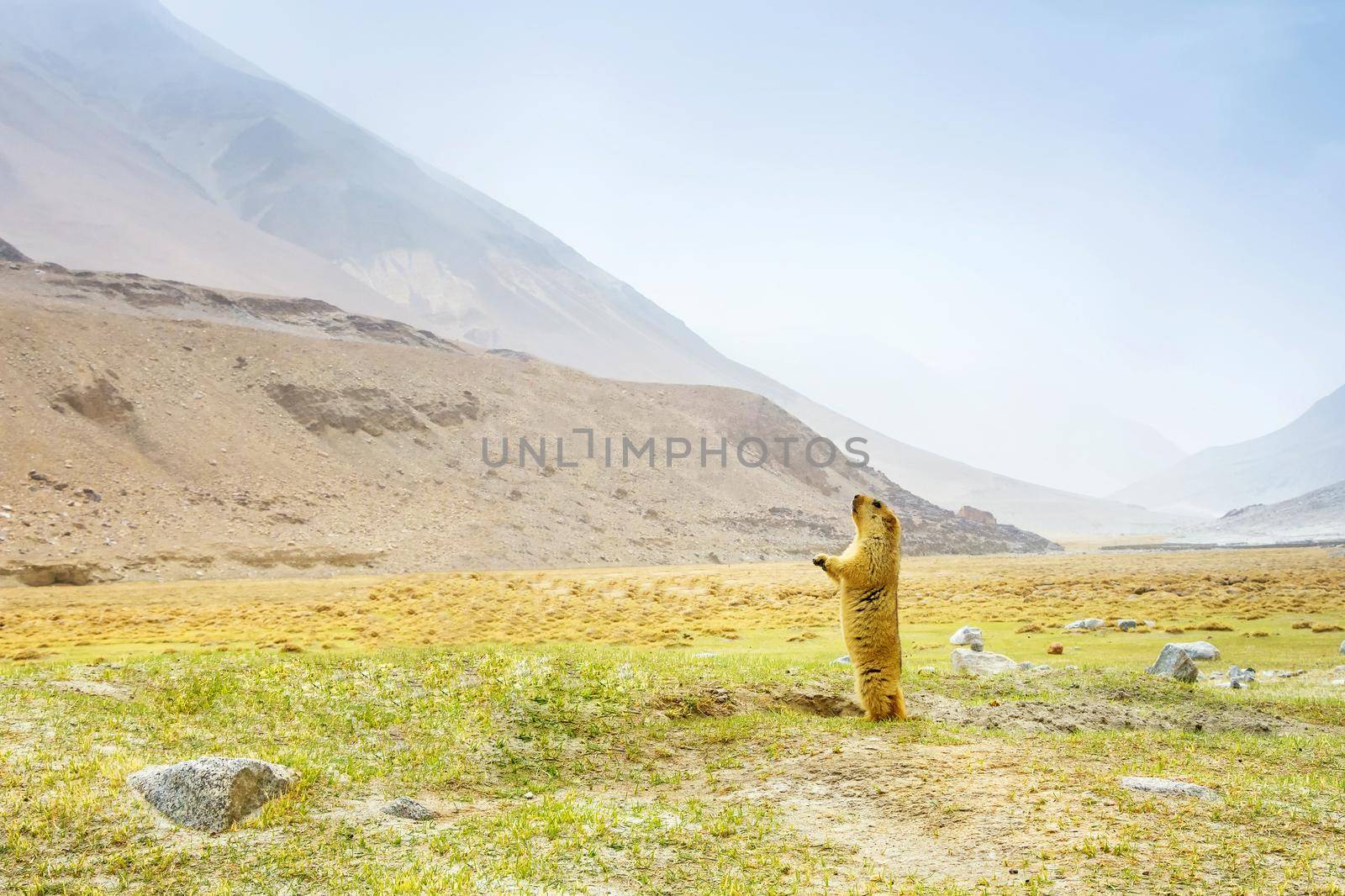 Himalayan marmot wild animal at Leah Ladakh,India by Nuamfolio