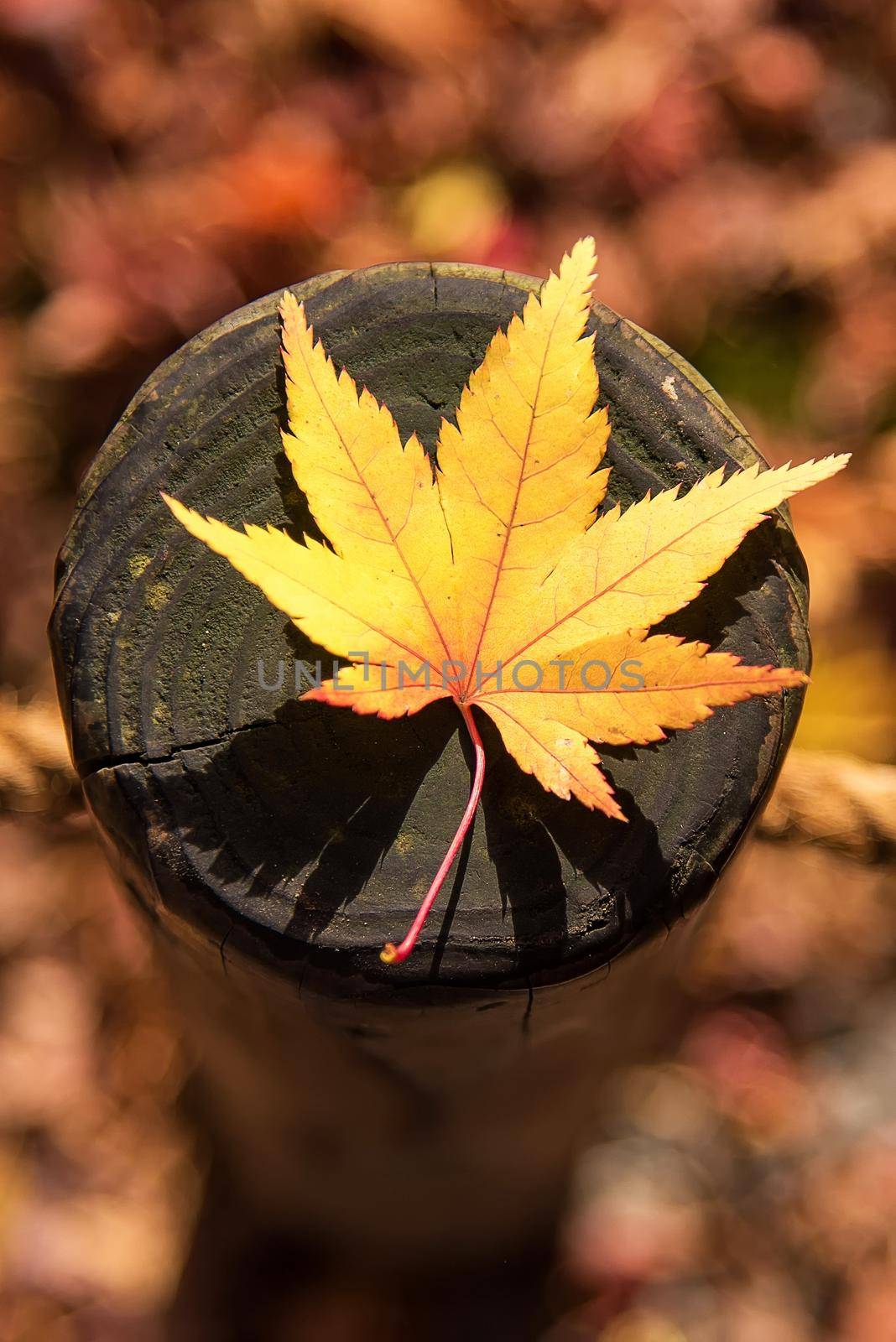 Japanese maple leaf on wood pattern backgroud in autumn season at Kyoto,Japan.