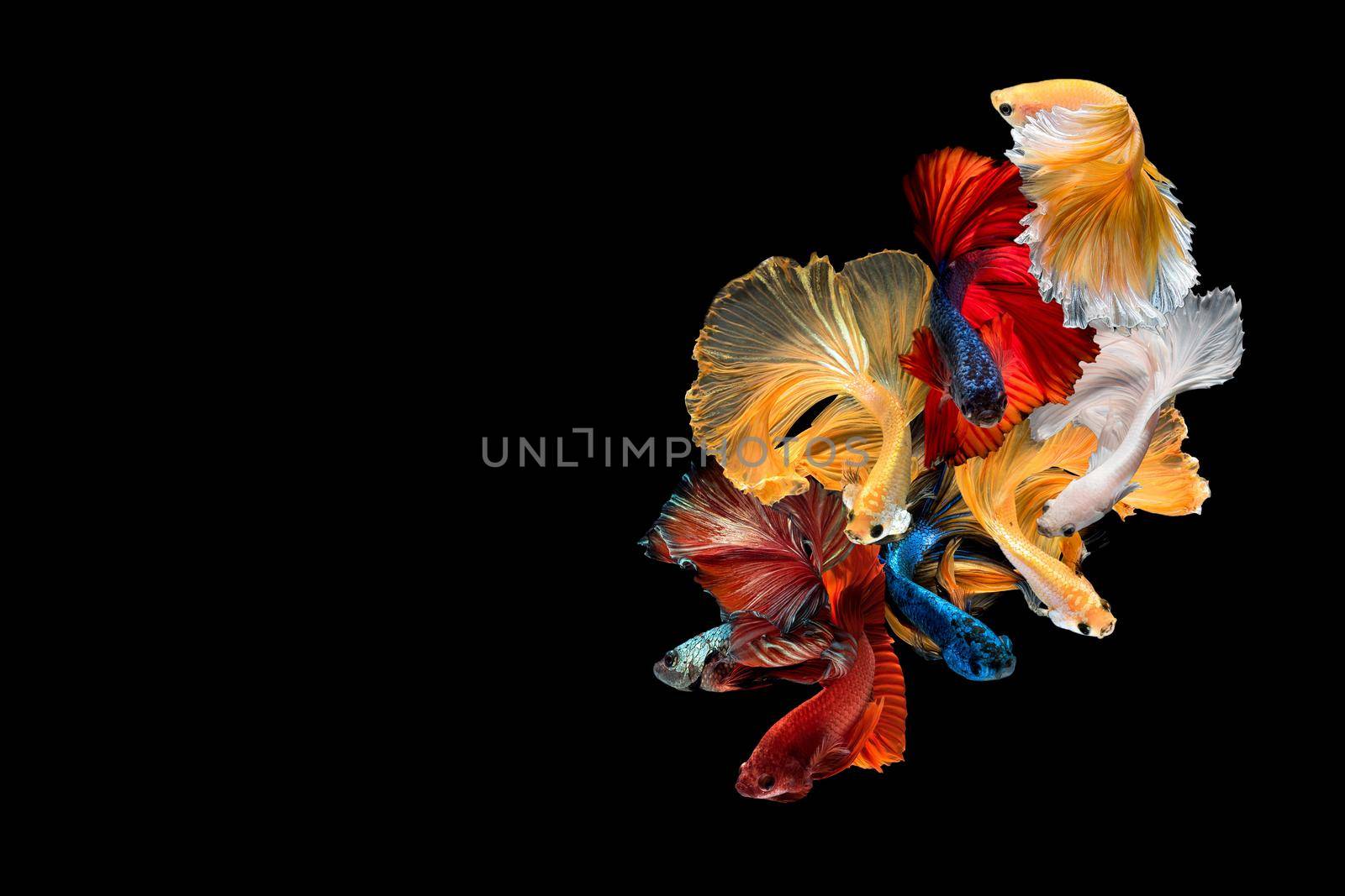 Close up art movement of Betta fish,Siamese fighting fish isolated on black background with copy space by Nuamfolio