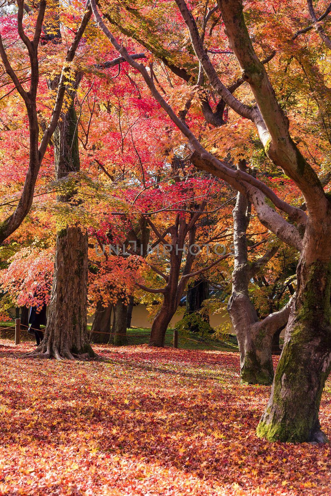 Beautiful nature colourful tree leaves in Japanese zen garden in autumn season at Kyoto,Japan. by Nuamfolio