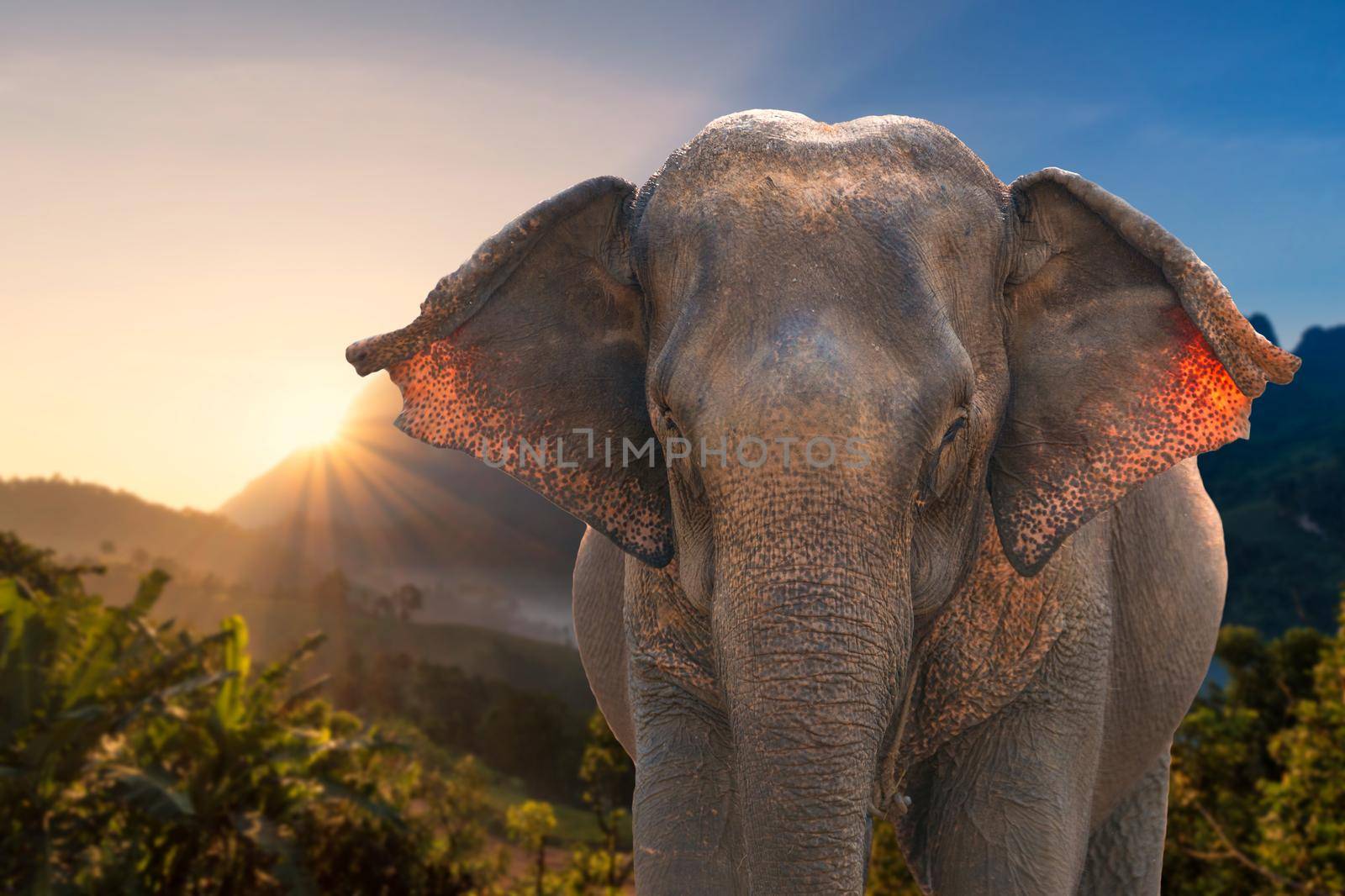 Asian Elephant in nature mountain with sunshine environment 