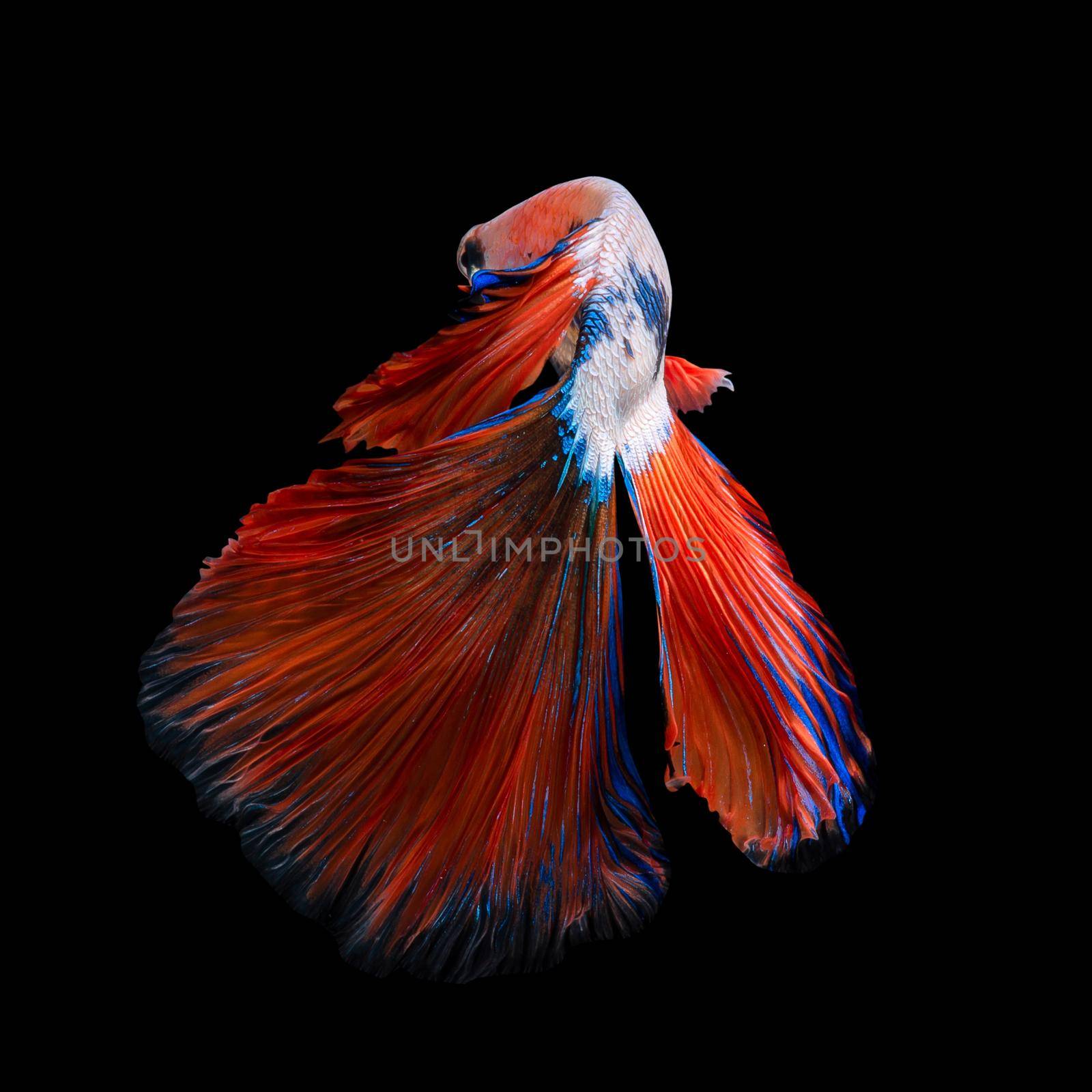 Close up art movement of Betta fish or Siamese fighting fish isolated on black background.Fine art design concept.