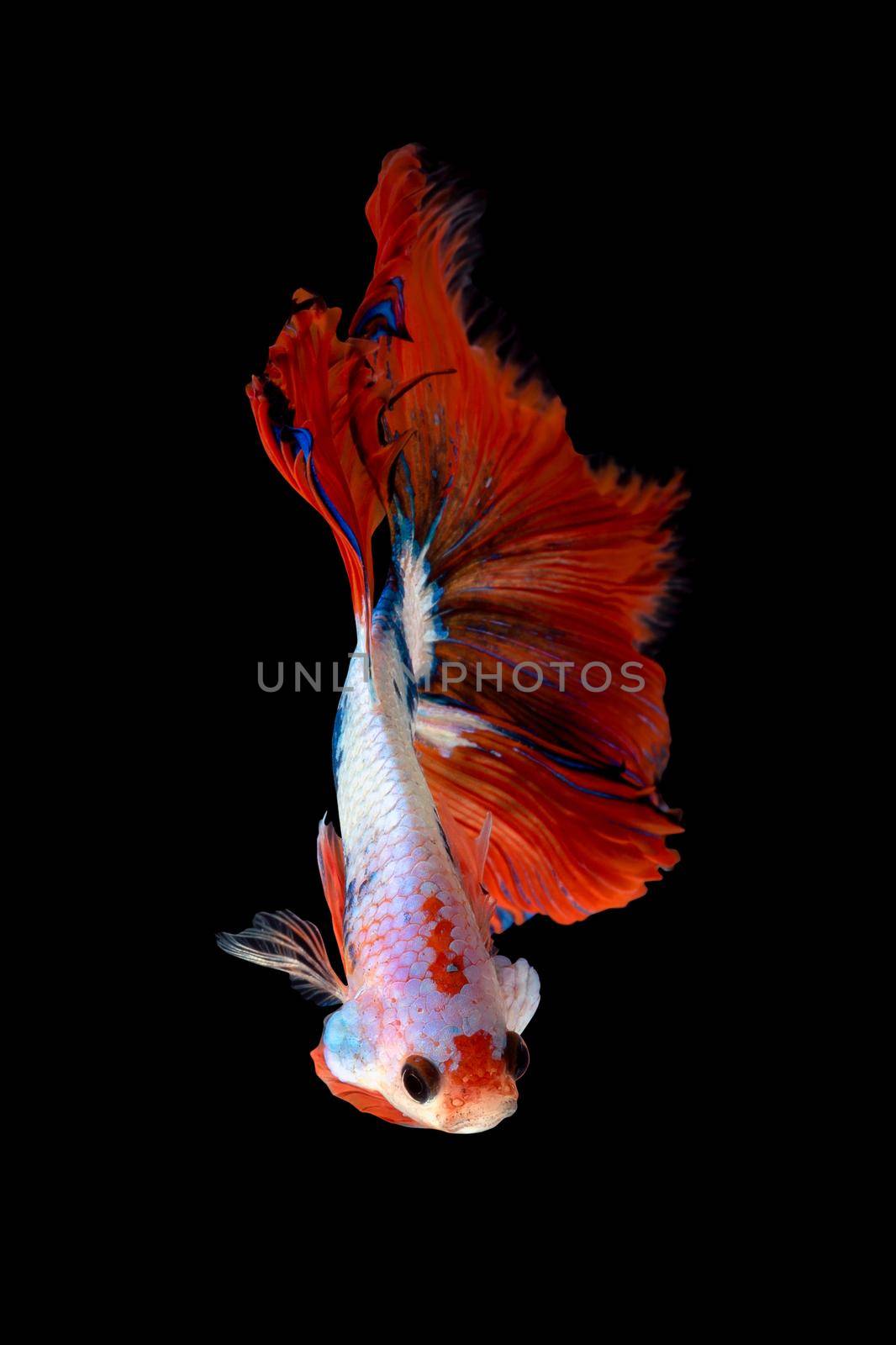 Close up art movement of Betta fish or Siamese fighting fish isolated on black background.Fine art design concept.