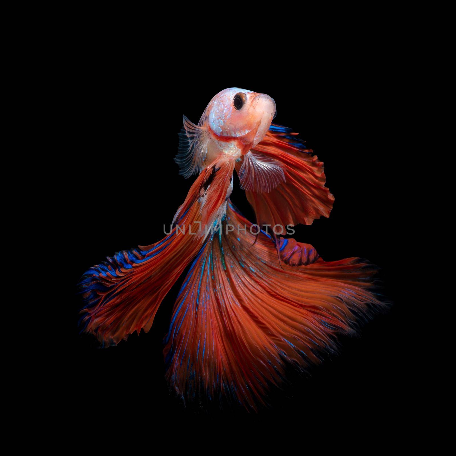 Close up art movement of Betta fish or Siamese fighting fish isolated on black background by Nuamfolio