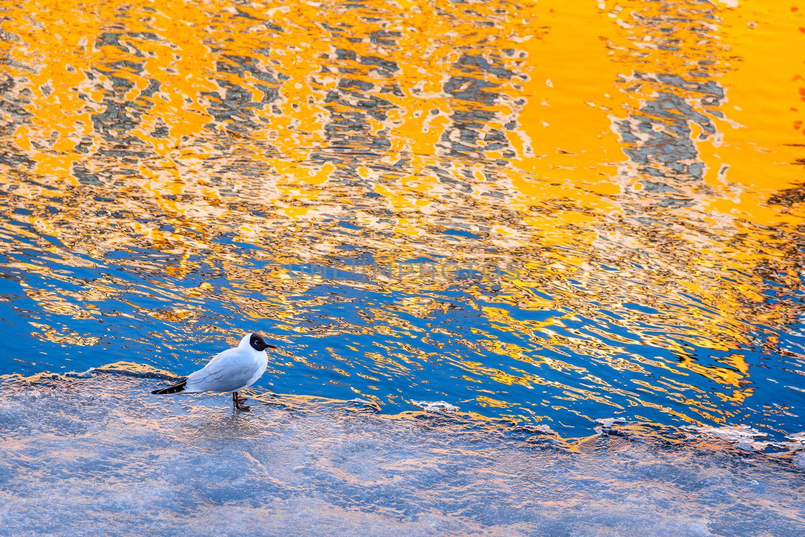 Bird stand on the ice in frozen canal with colourful reflection on water by sunshine  by Nuamfolio