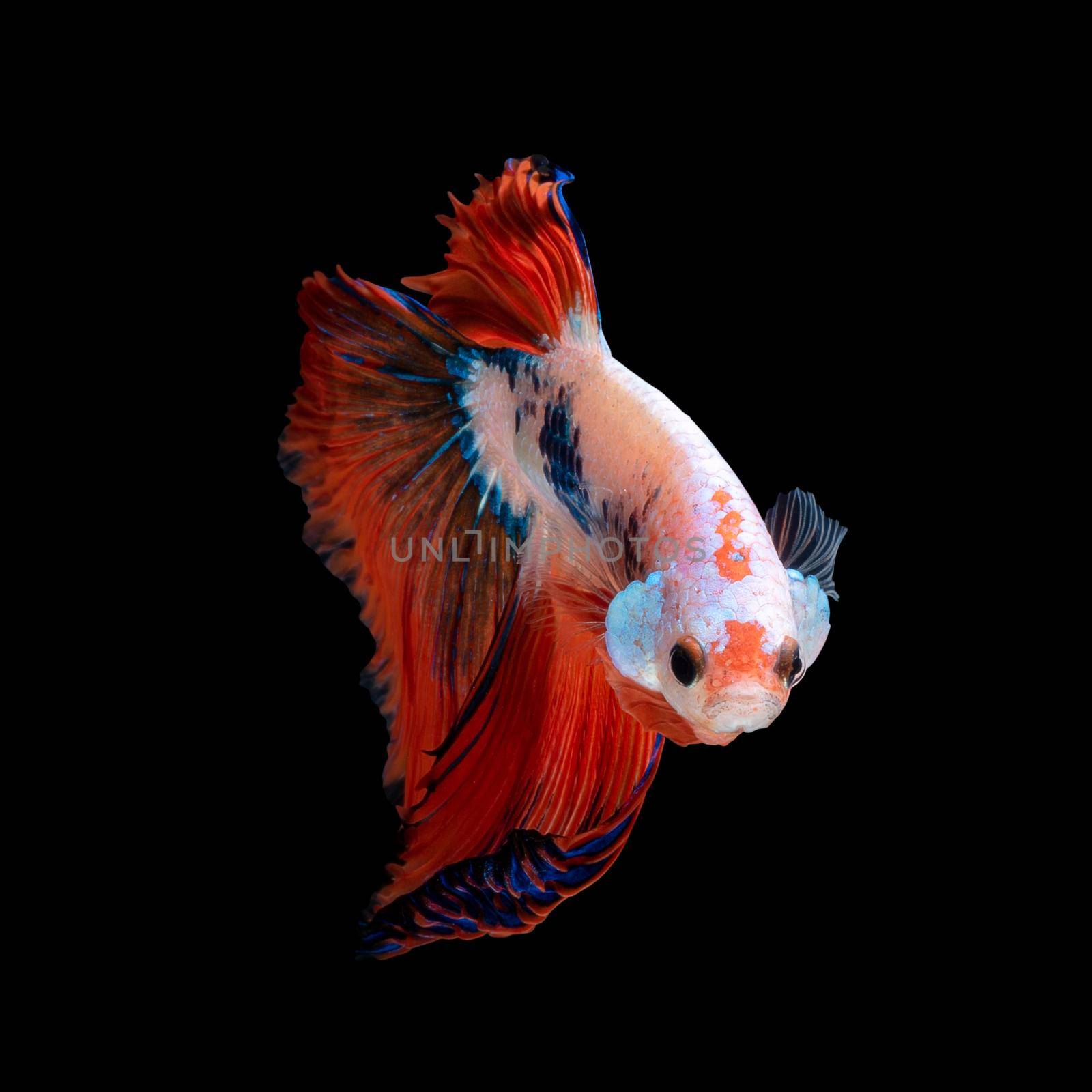 Close up art movement of Betta fish or Siamese fighting fish isolated on black background by Nuamfolio