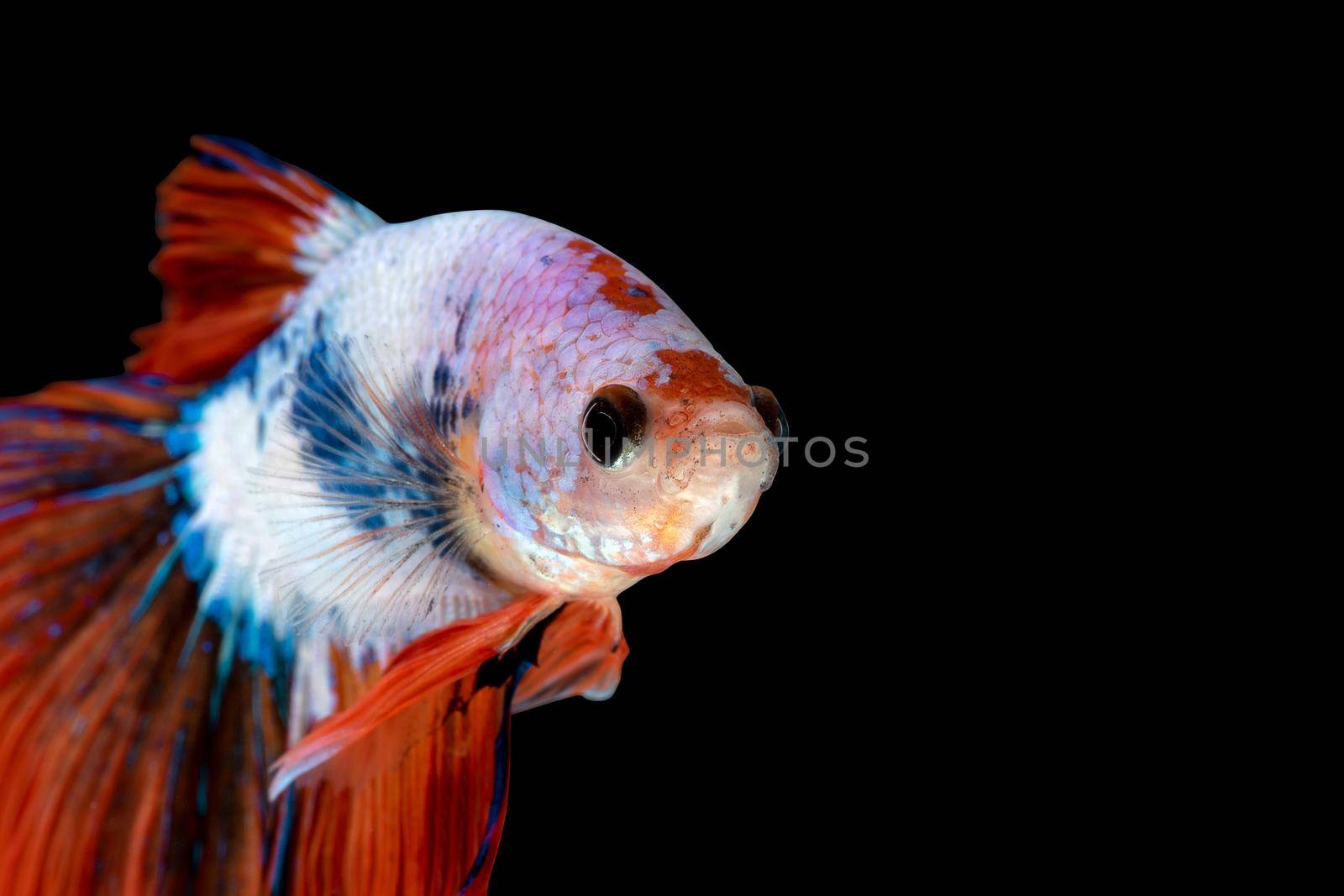 Close up art movement of Betta fish or Siamese fighting fish isolated on black background.Fine art design concept.