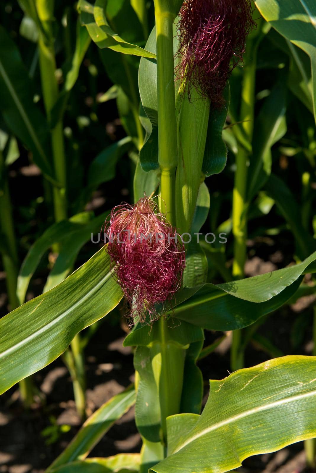 Close-up of fresh small corn cob with hairs on the tip.