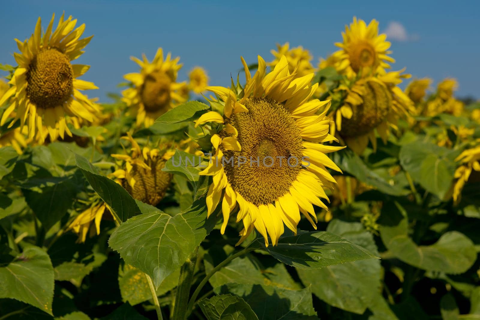Sunflower blooming in a sunflower field. Close up.