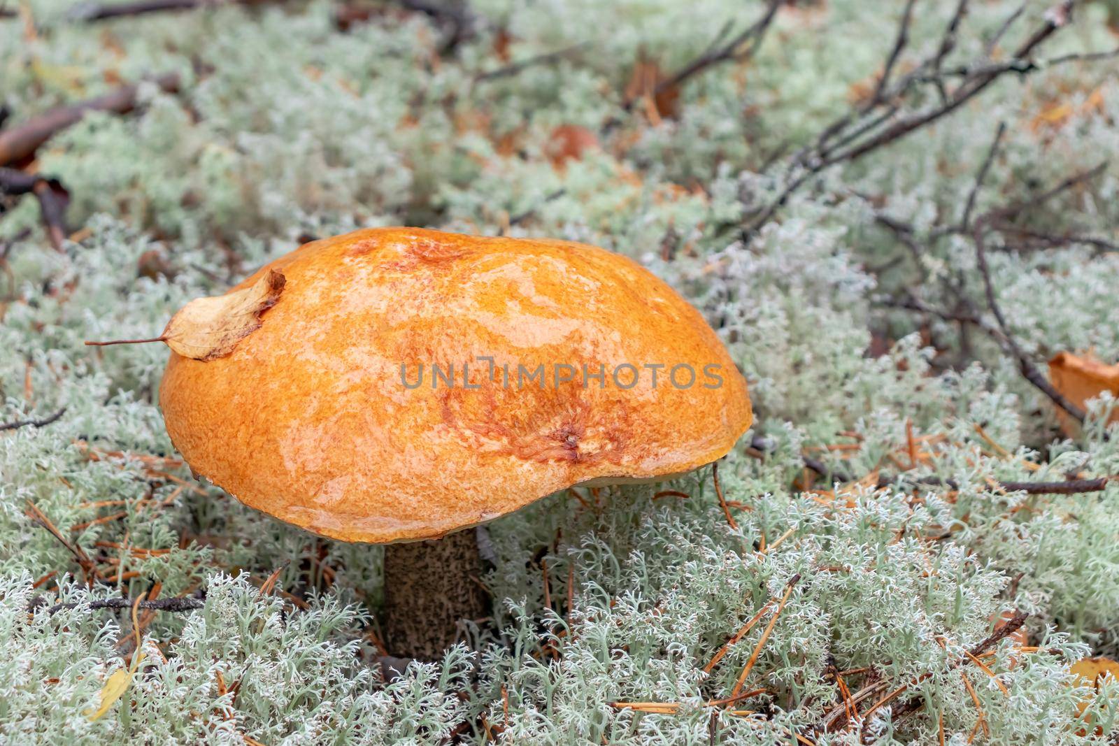 Large orange cap boletus in moss in autumn forest close up.