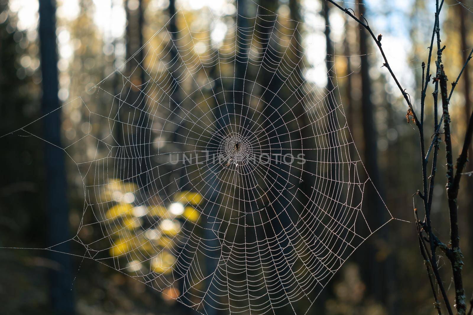 Close-up of a round spider web with a spider in the center in the forest.