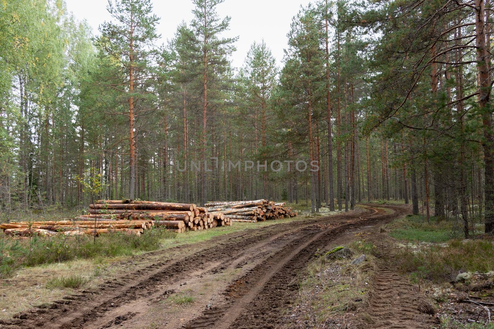 Logging. Sawed pine logs stacked in the forest, near the road.