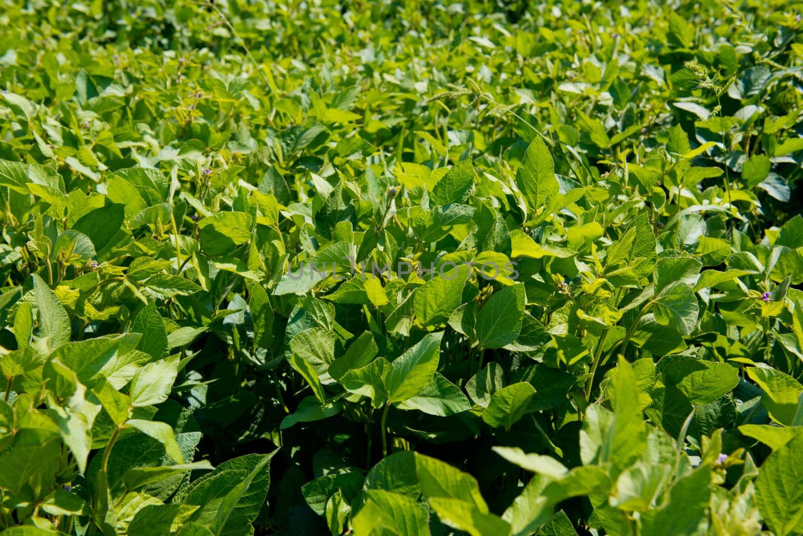 Soy leaves close-up. Sprouts of young soybeans on the field.