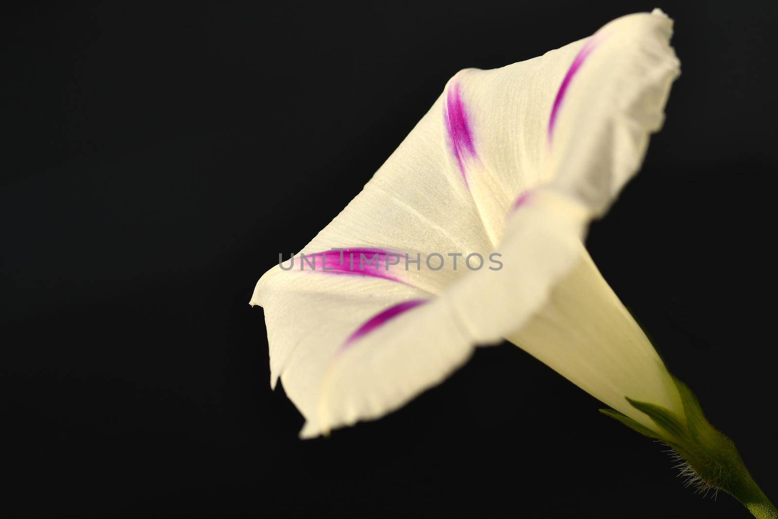 morning glory with flower, drug of the aztecs by Jochen