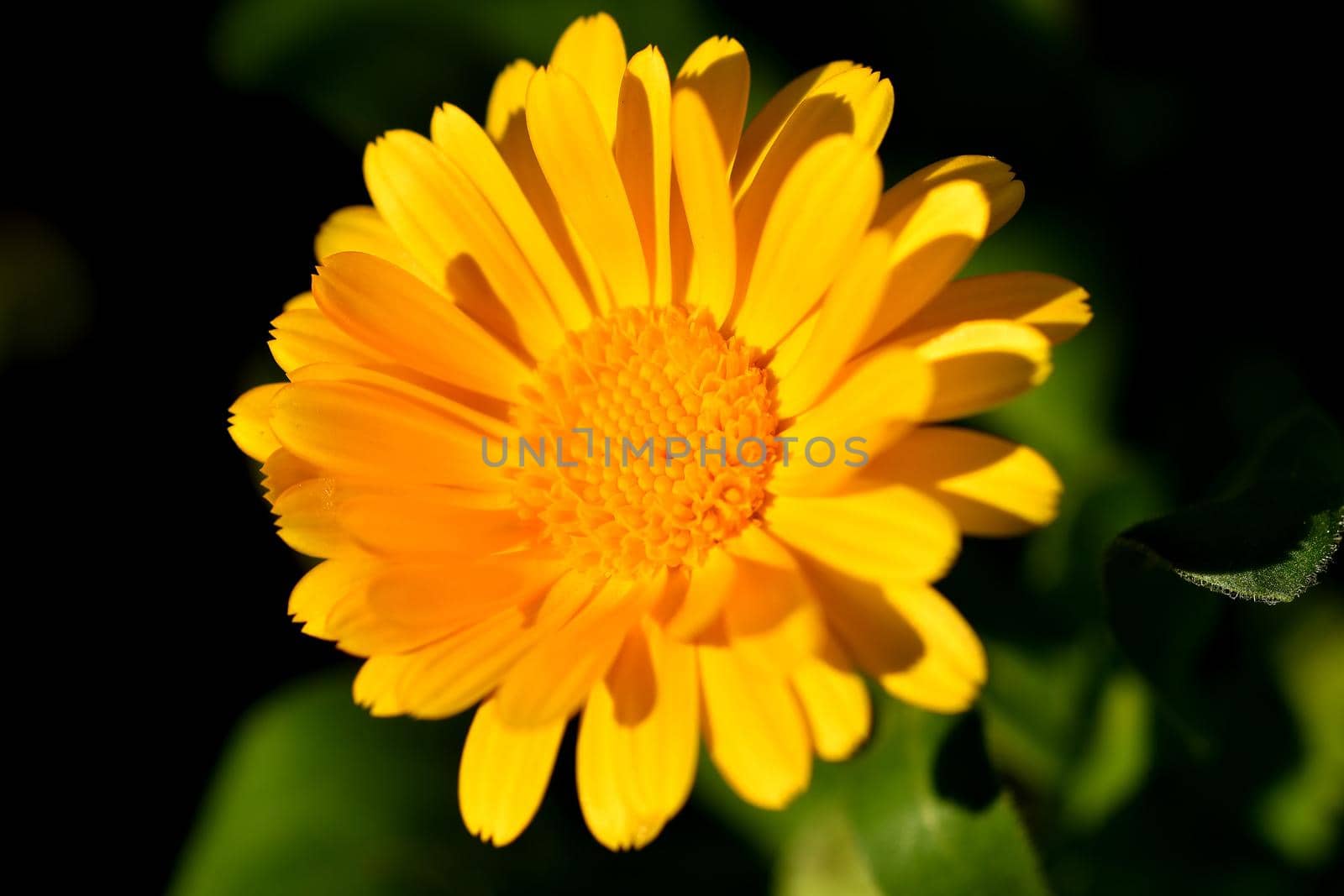 Calendula, medicinal plant with flower by Jochen