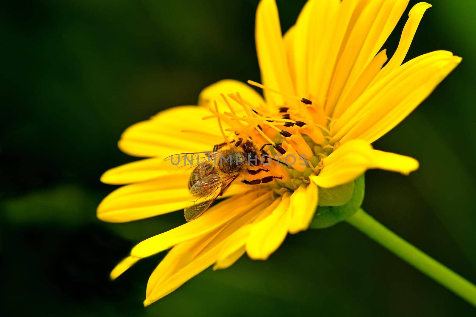 bee on a compass flower by Jochen