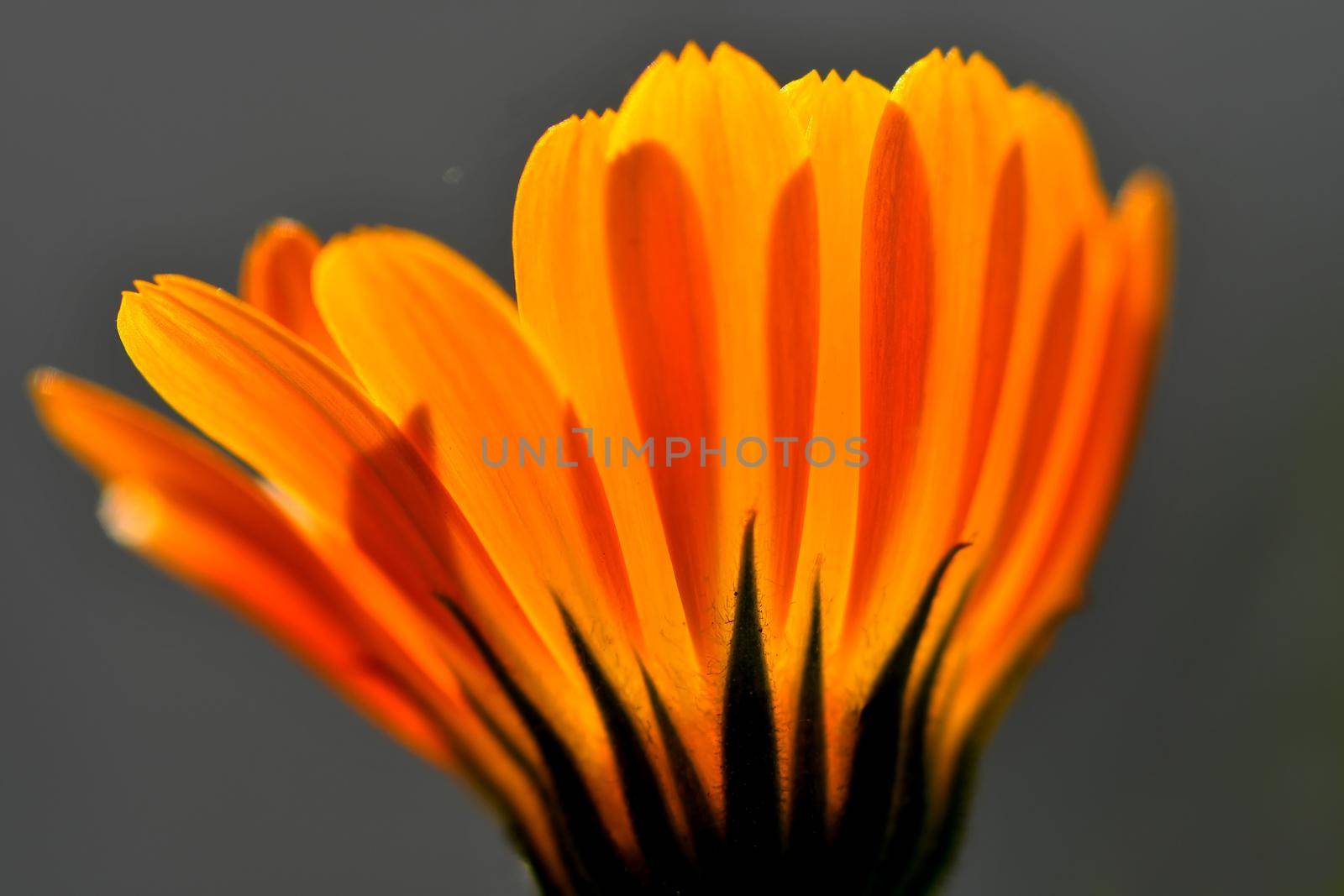 Calendula, medicinal plant with flower by Jochen