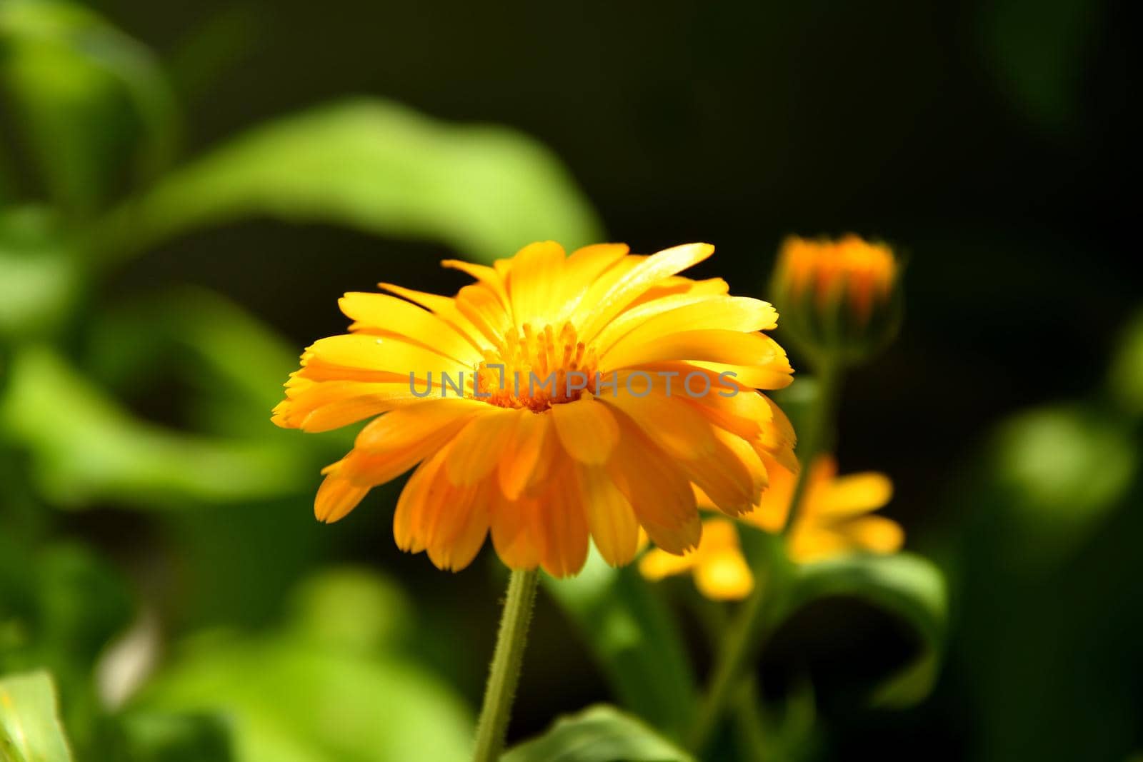 Calendula, medicinal plant with flower by Jochen