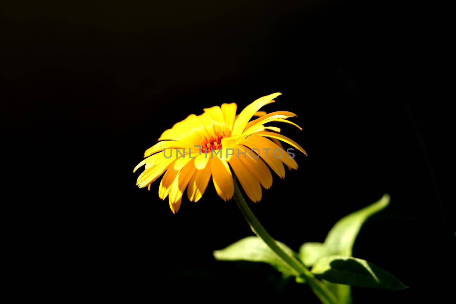 Calendula, medicinal plant with flower by Jochen