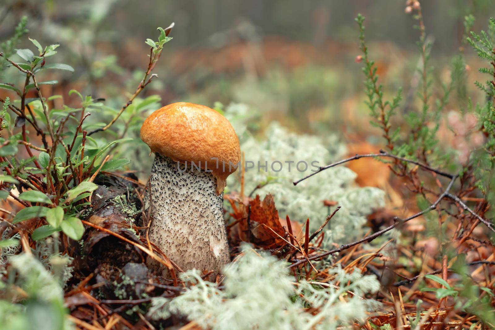 Small orange cap of boletus in moss in autumn forest close up.