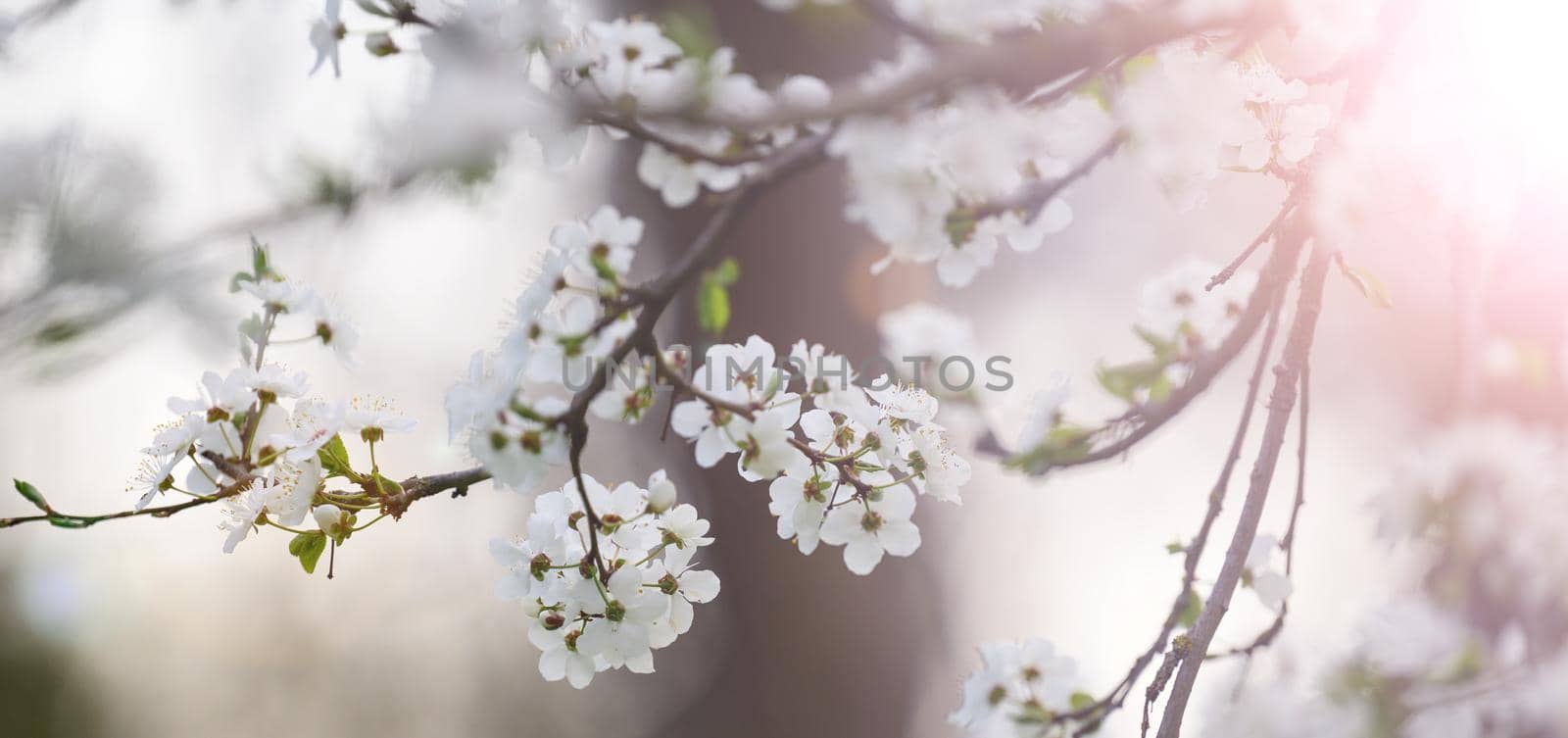plum branch with white flowers in the park, selective focus, banner by ndanko