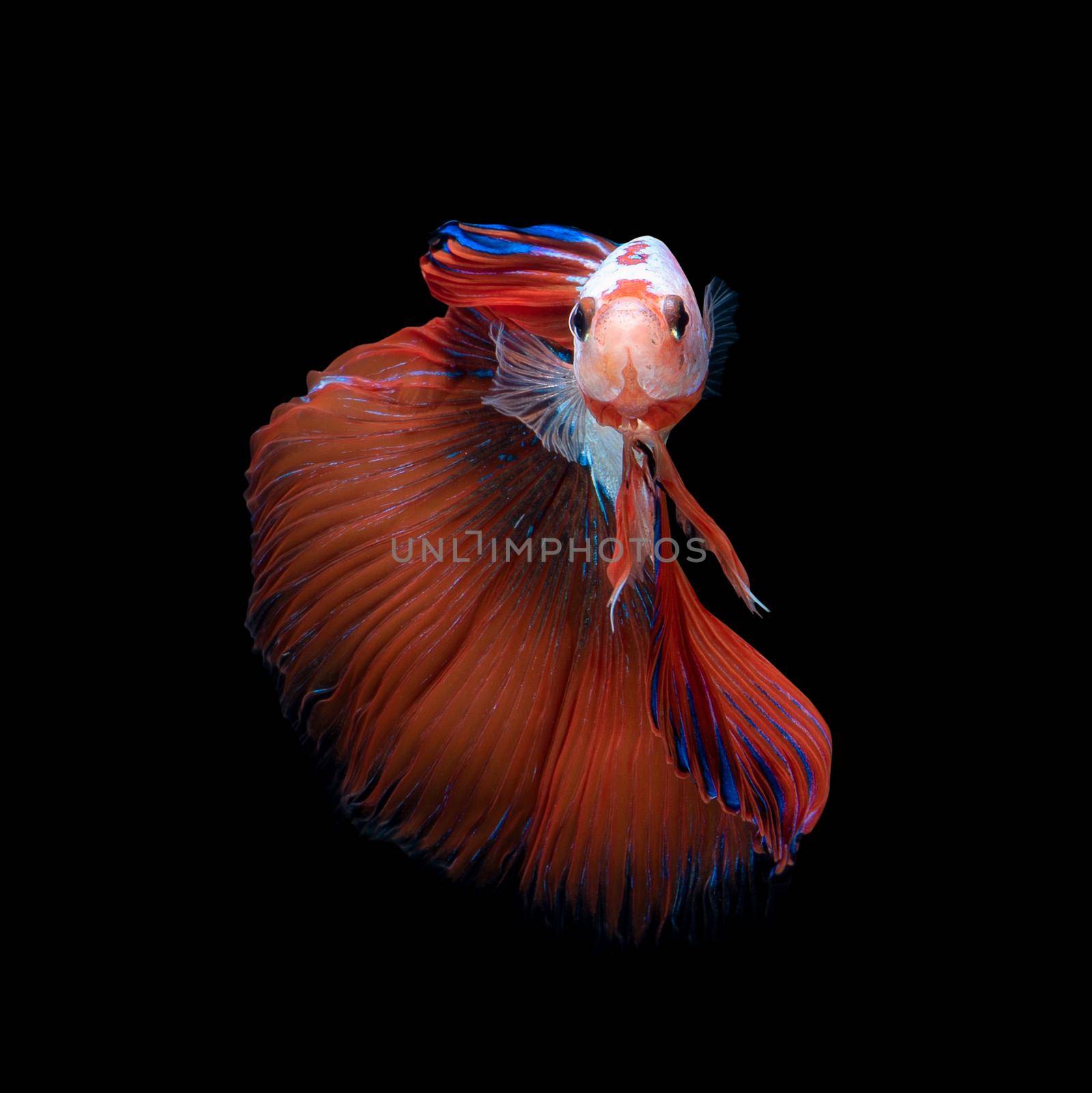 Close up art movement of Betta fish or Siamese fighting fish isolated on black background.Fine art design concept. by Nuamfolio