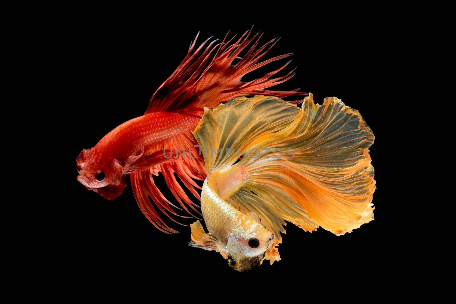 Close up art movement of Betta fish,Siamese fighting fish isolated on black background. by Nuamfolio