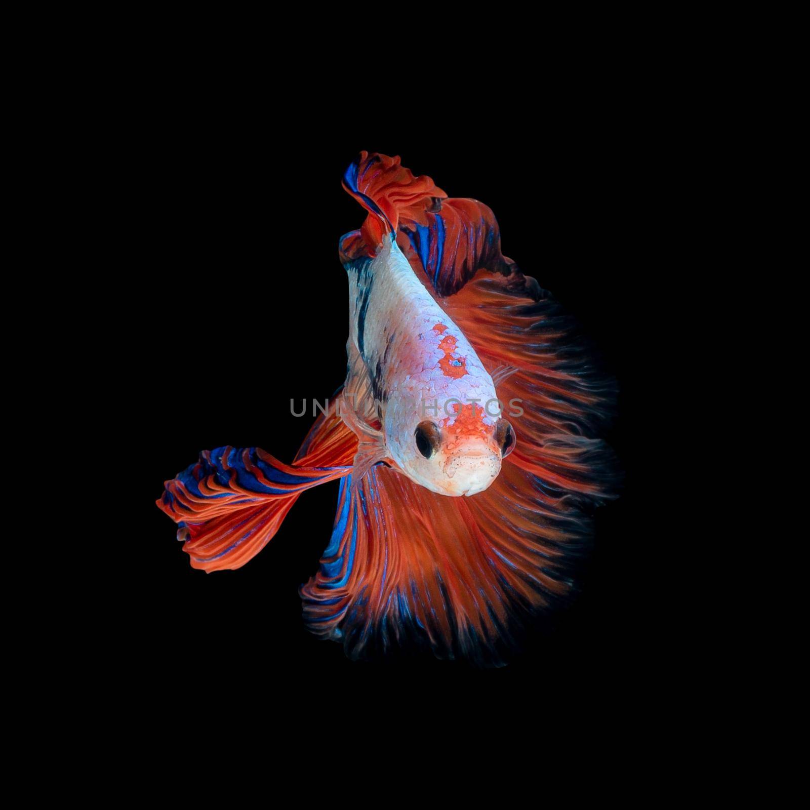 Close up art movement of Betta fish or Siamese fighting fish isolated on black background.Fine art design concept.