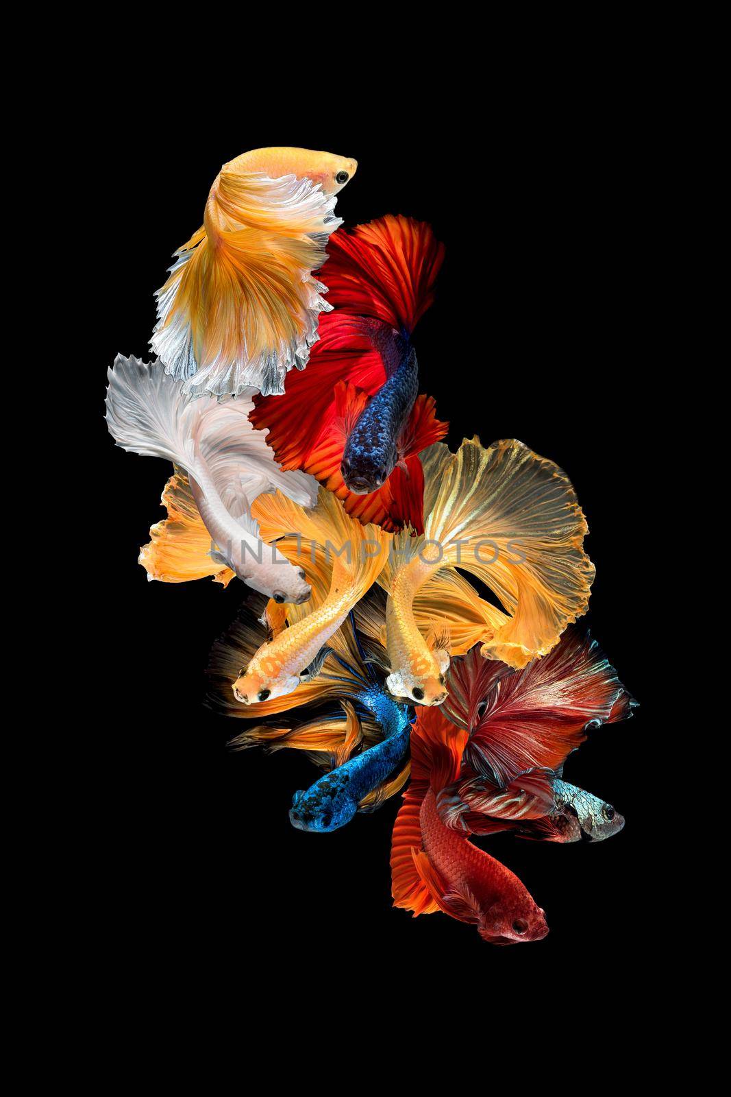 Close up art movement of Betta fish or Siamese fighting fish isolated on black background.Fine art design concept.