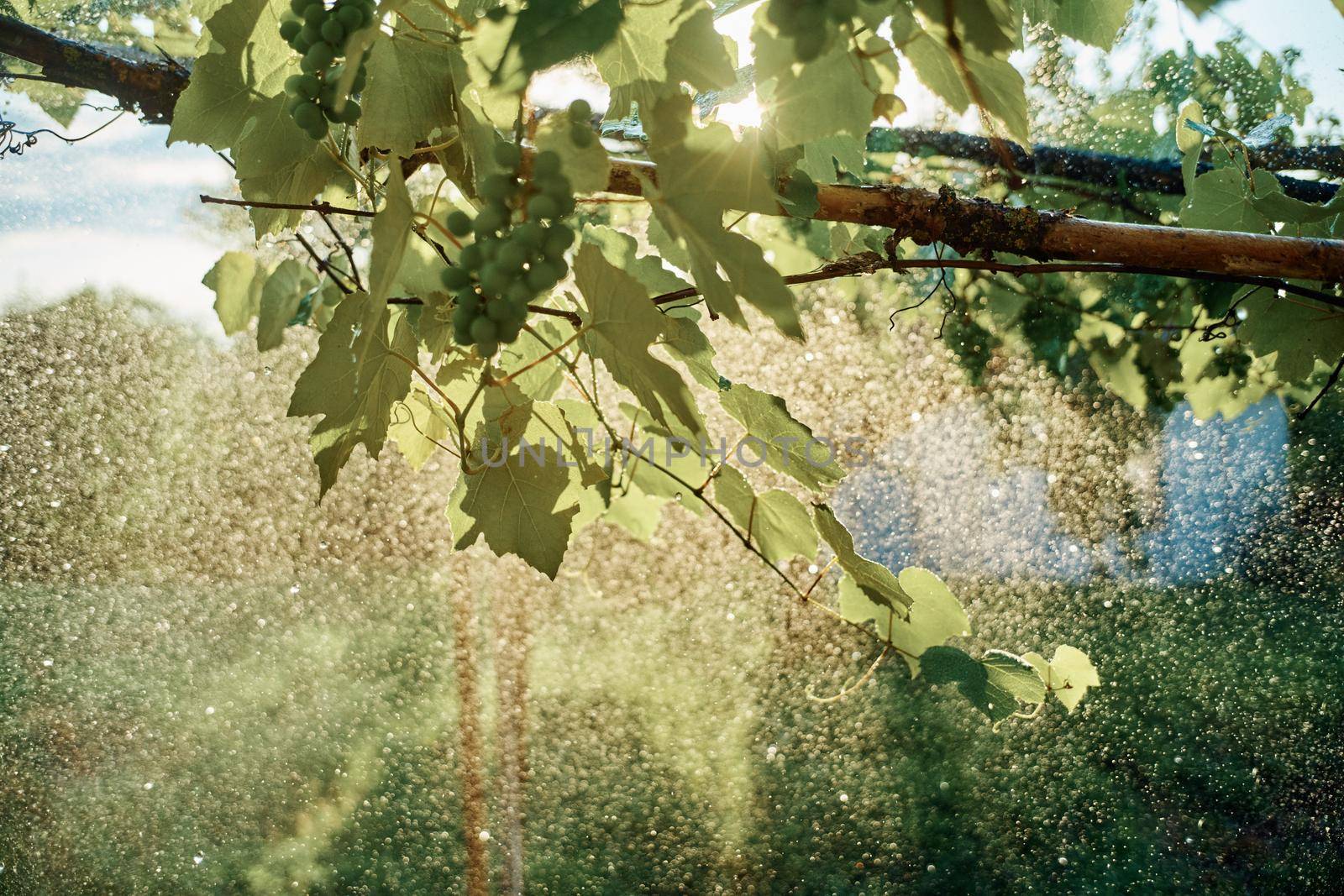 green leaves garden nature sun summer fresh air. High quality photo