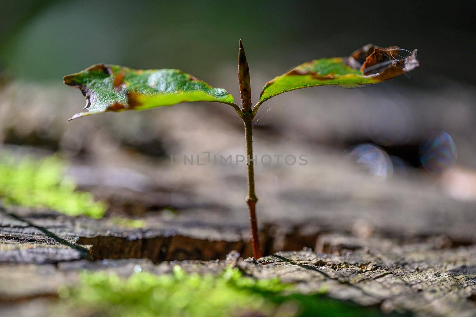 A new beech tree is born on an old trunk.