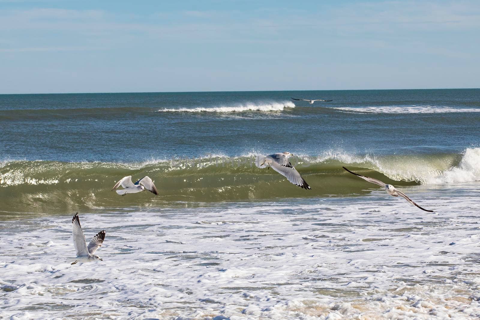 Seagulls Along the Beach by CharlieFloyd