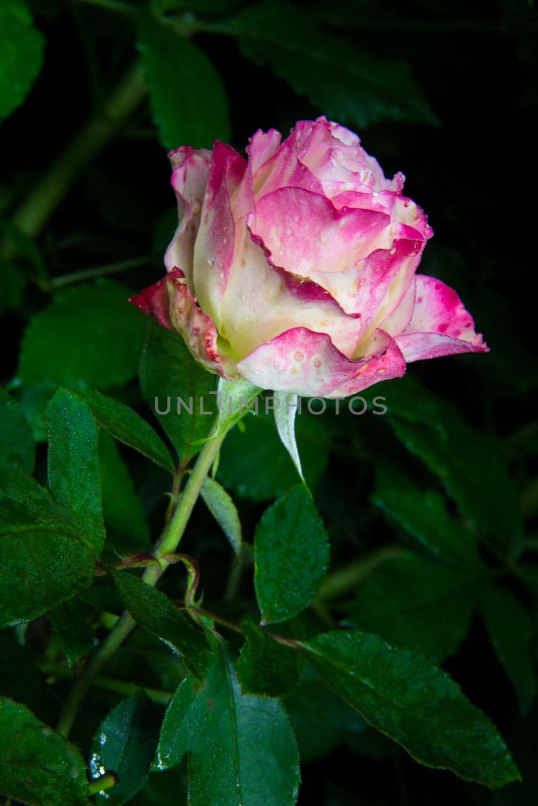 rose flower in garden by dotshock