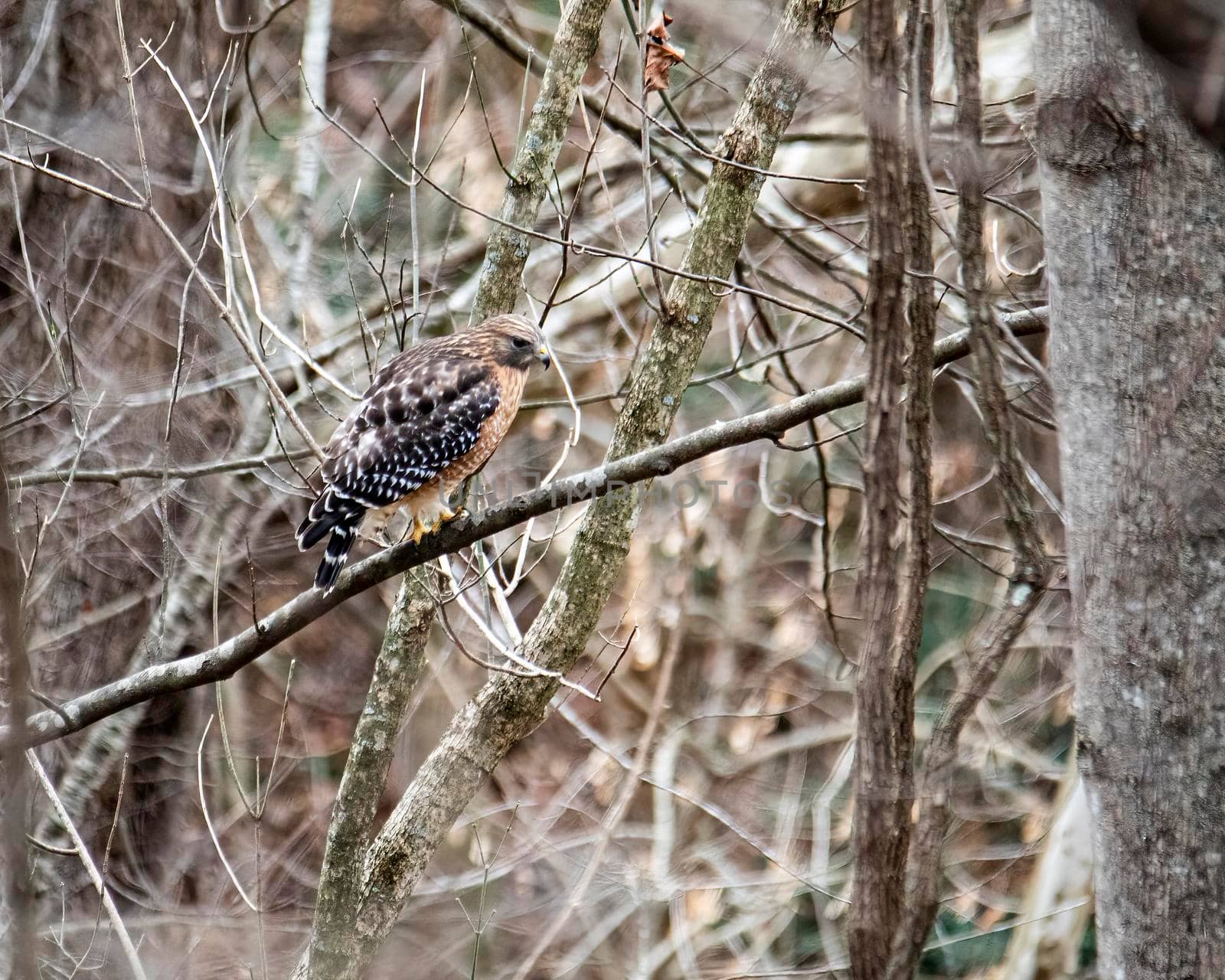 Red-shouldered hawk perch on a limb in a woodland area.