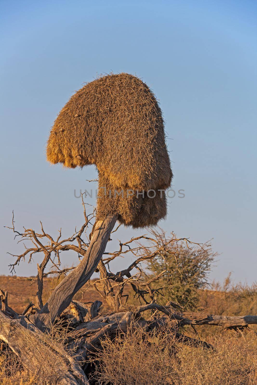 This haystack like nest house a large number of sparrow sized birds and may be used by many generations of birds.