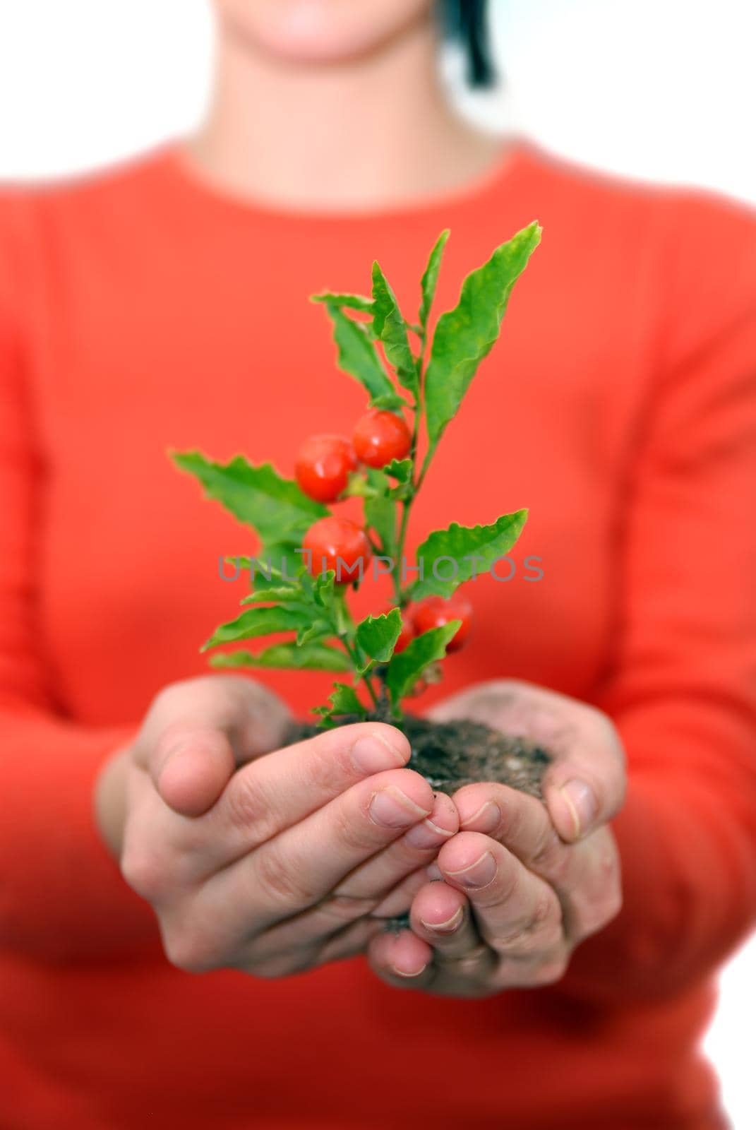 growth concept with small plant in hand