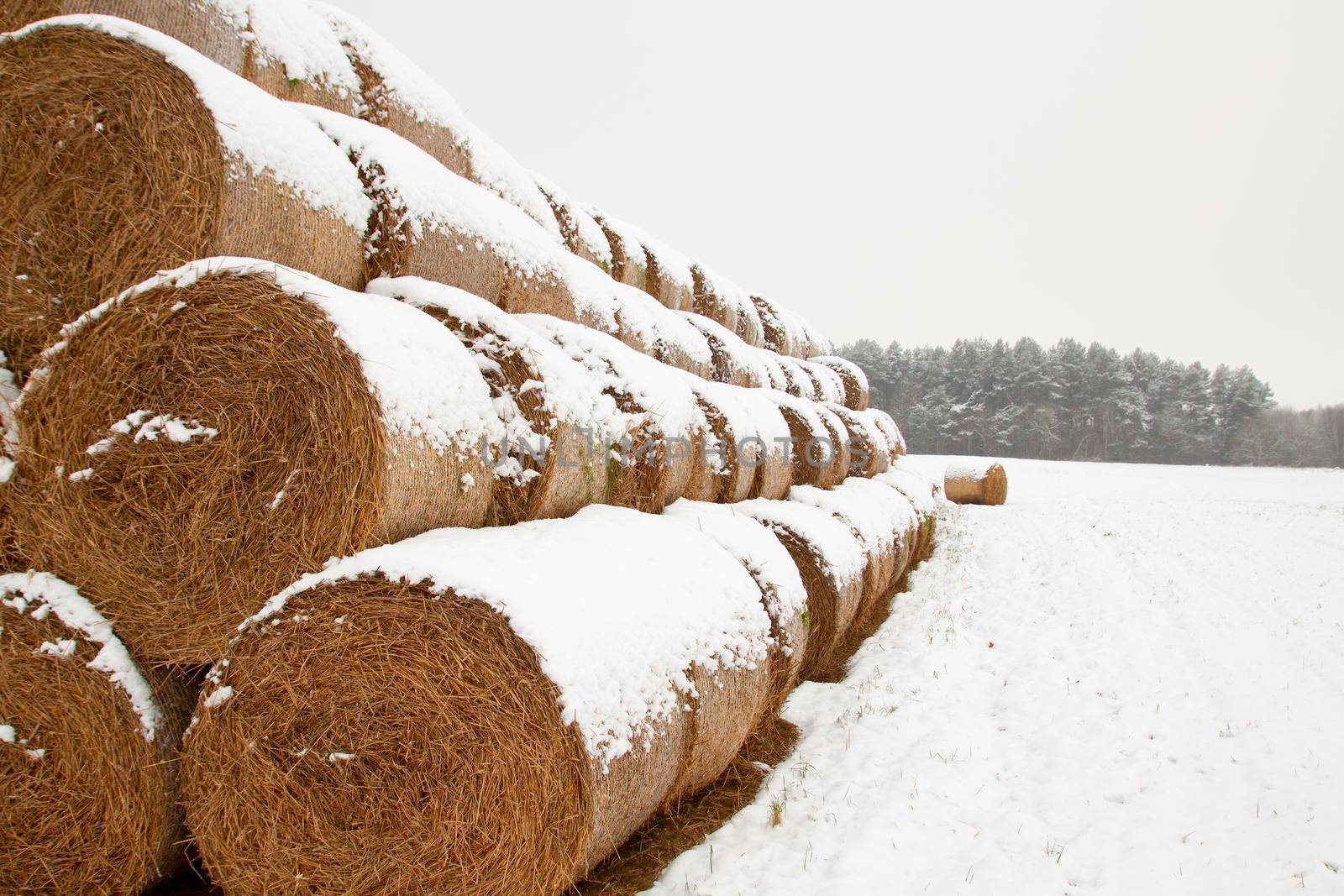 Straw Fodder Bales in Winter by BY-_-BY