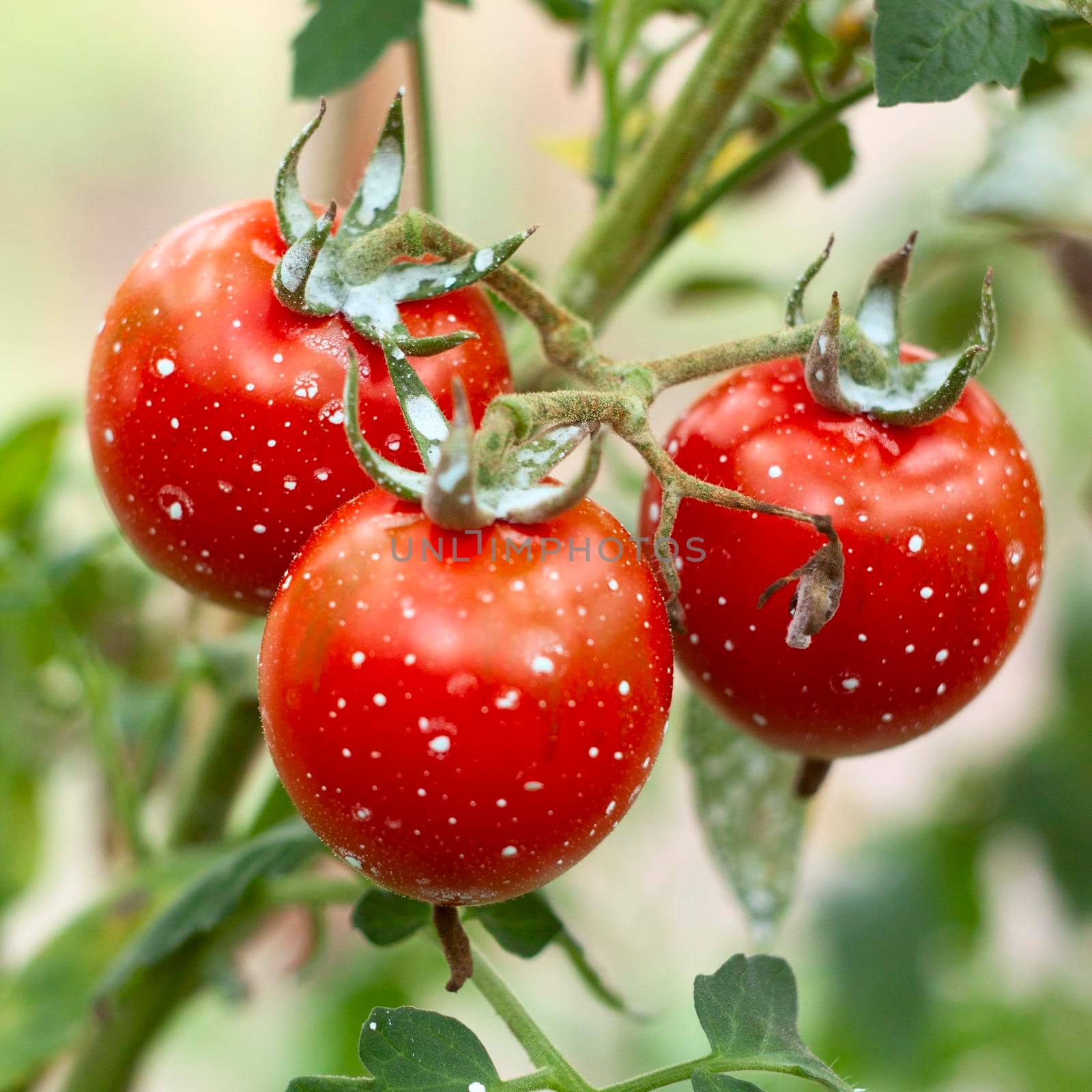 Ripe tomatoes on the branch treated with chemicals