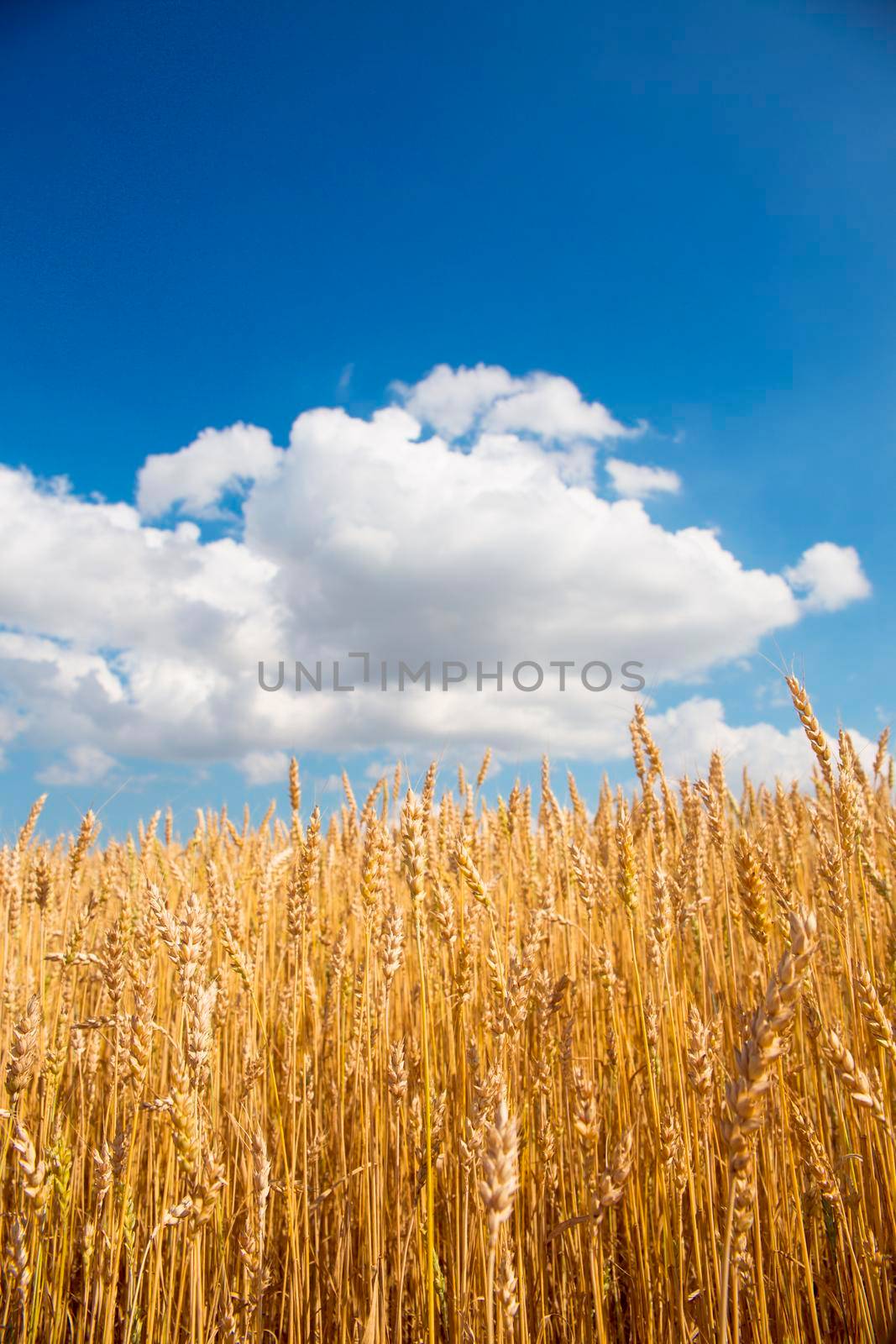 Gold wheat field and blue sky. Background image.
