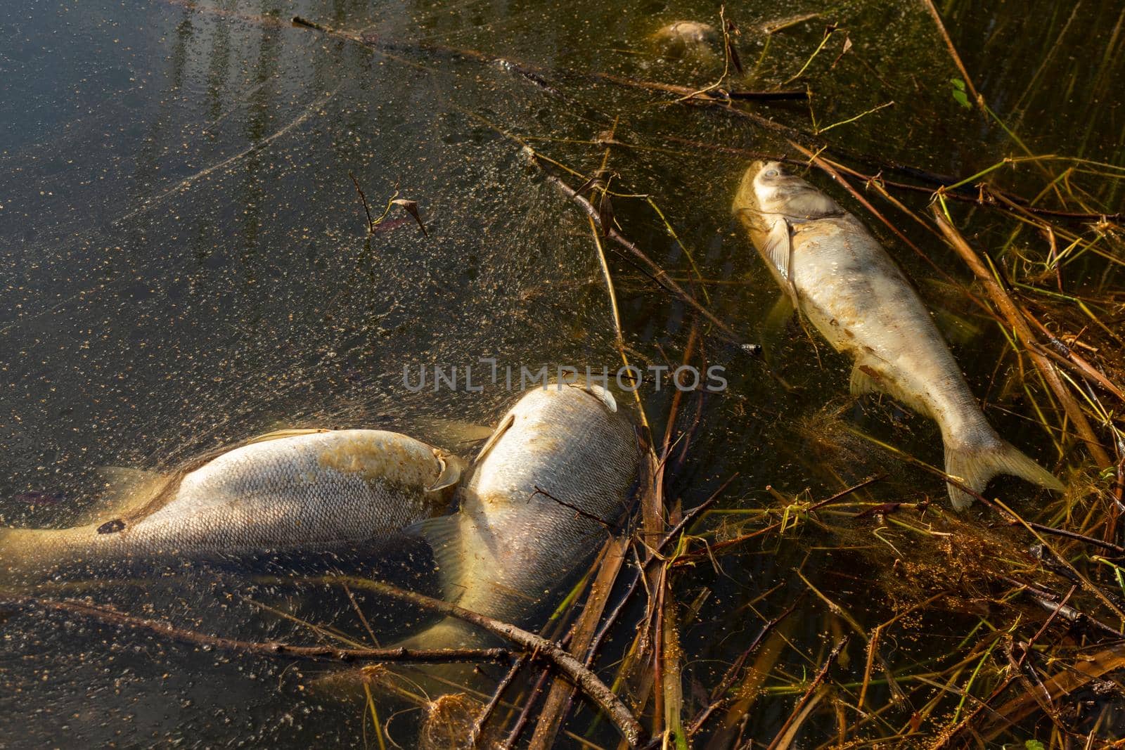 Dead rotten fish on shore of polluted lake. The fish cannot withstand the abnormal heat and dies from lack of oxygen.