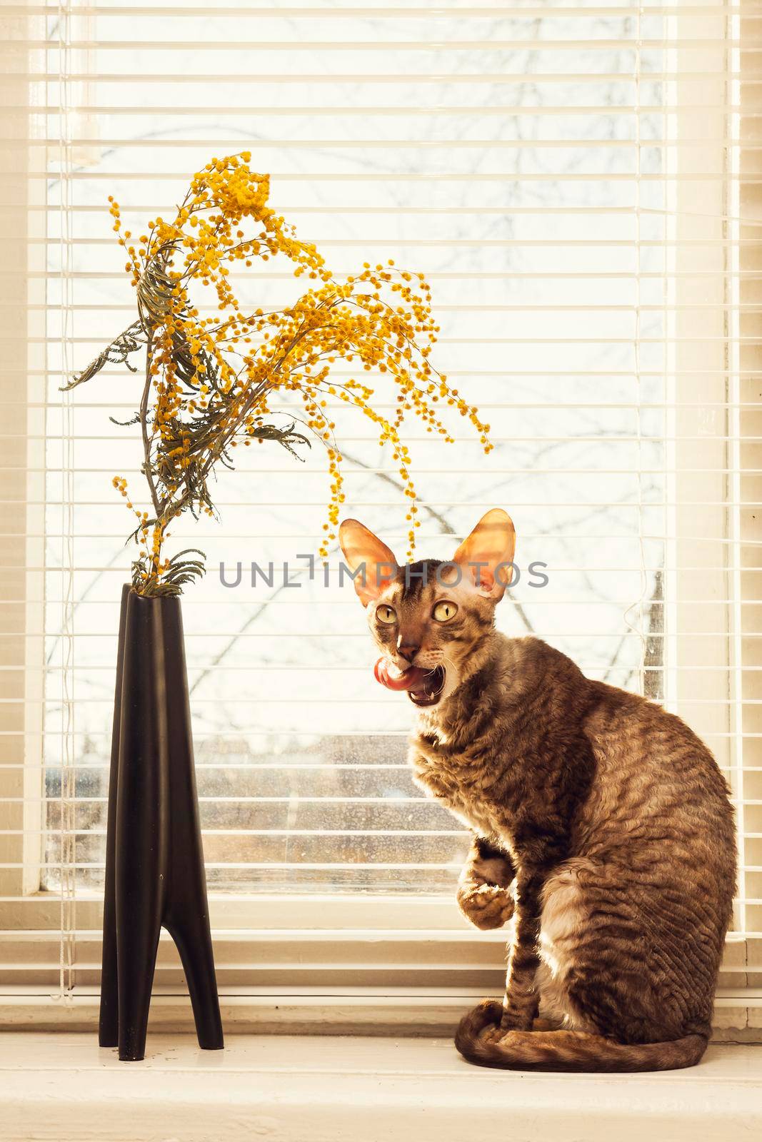 Cat lick oneself sitting against the venetian window blinds