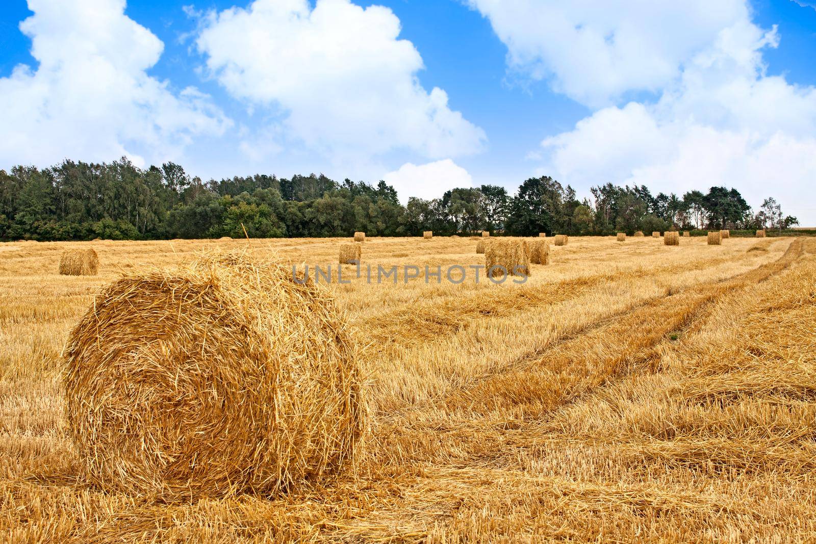 Harvested field with big yellow straw bales