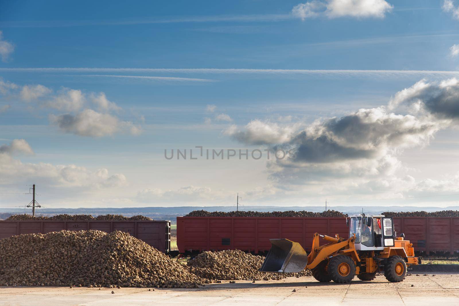 A sugar beet harvest in progress - Tractor loads sugar beet into the train cars to be sent to the sugar factory. Sugar industry is one of the priority directions of social and economic development of the Republic of Belarus