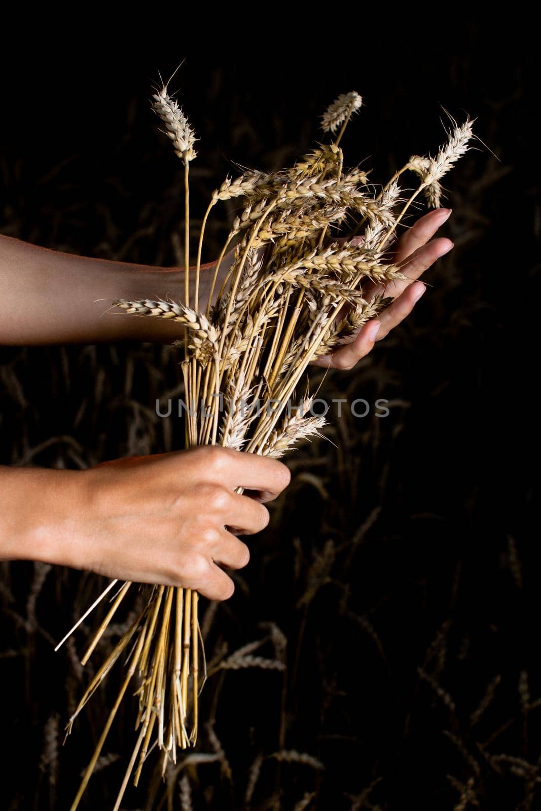 hands and ripe wheat ears on the field